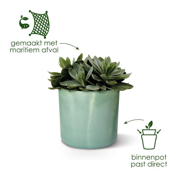 Pot Elho Ocean Round pacific green en pot  Hauteur 20cm. Plante verte type Pot Elho Ocean Round pacific green, livrée en pot, idéale pour intérieur lumineux. – Image 3