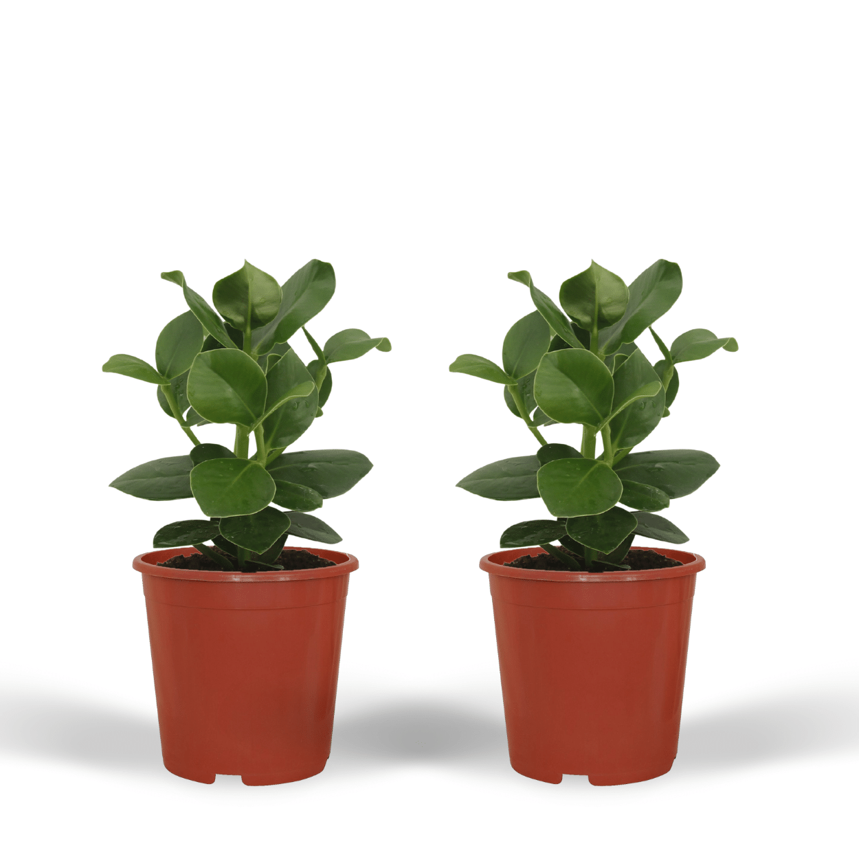 Clusia Princess (Handtekeningboom) en pot Ø12cm  Hauteur 15cm. Plante verte type Clusia Princess (Handtekeningboom), livrée en pot, idéale pour intérieur lumineux.