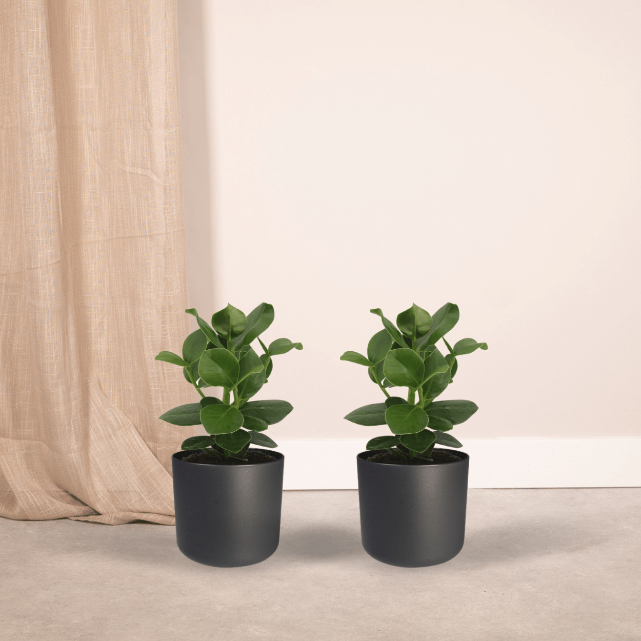 Clusia Princess (Handtekeningboom) en pot Ø12cm  Hauteur 15cm. Plante verte type Clusia Princess (Handtekeningboom), livrée en pot, idéale pour intérieur lumineux. – Image 2