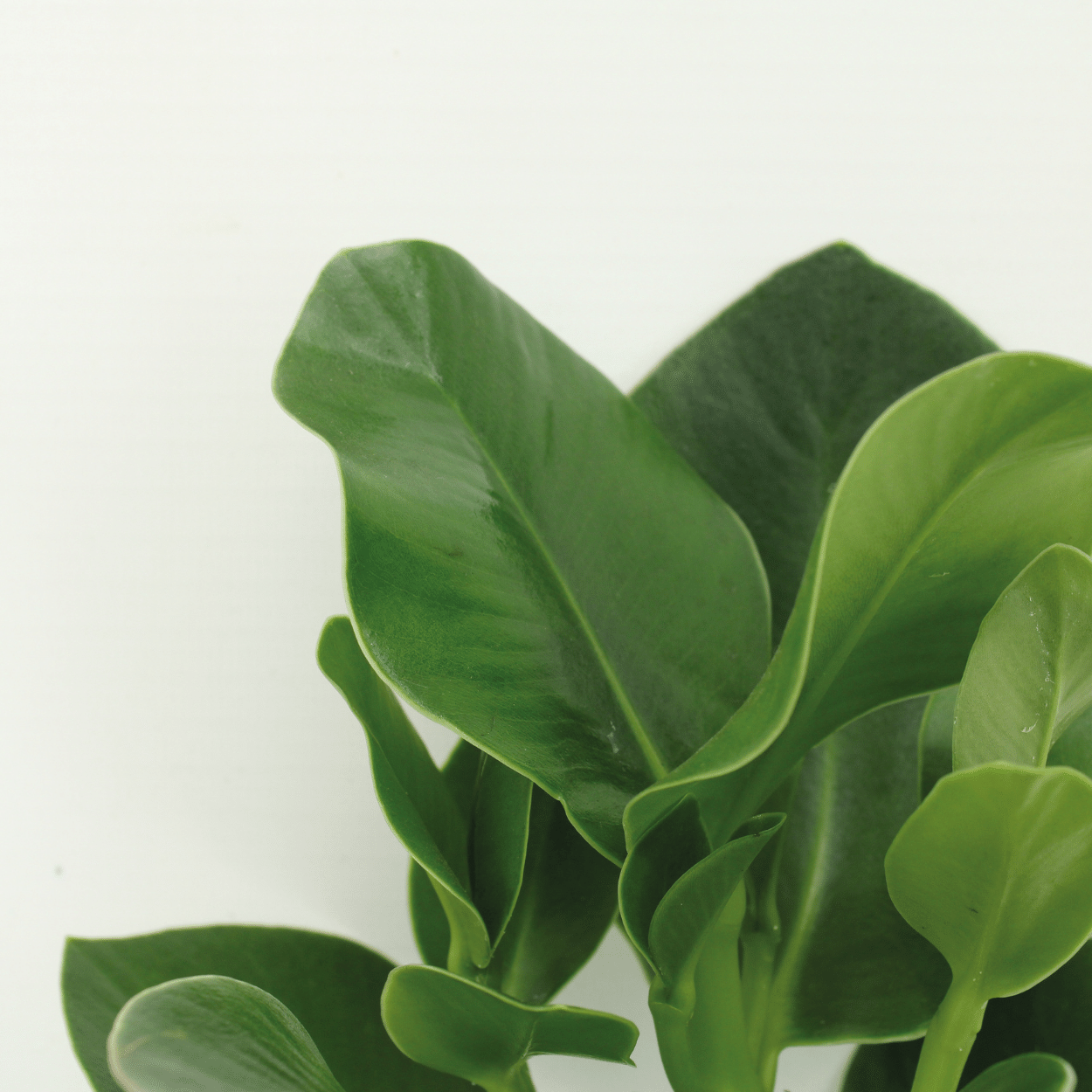 Clusia Princess (Handtekeningboom) en pot Ø12cm  Hauteur 15cm. Plante verte type Clusia Princess (Handtekeningboom), livrée en pot, idéale pour intérieur lumineux. – Image 3