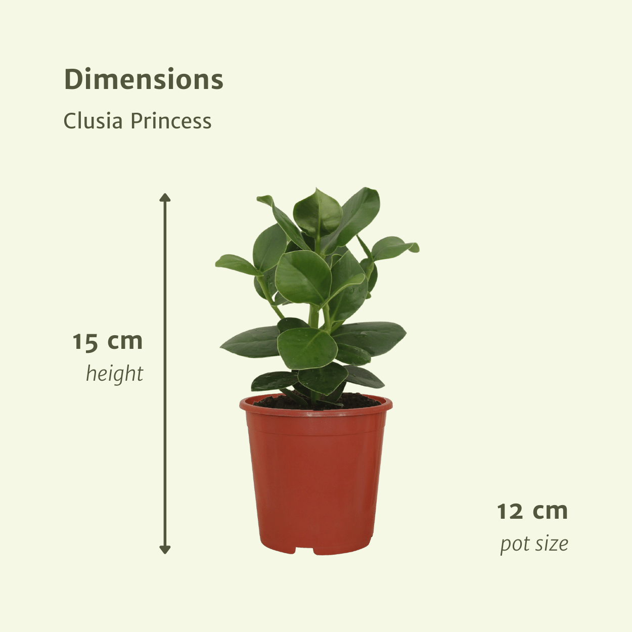 Clusia Princess (Handtekeningboom) en pot Ø12cm  Hauteur 15cm. Plante verte type Clusia Princess (Handtekeningboom), livrée en pot, idéale pour intérieur lumineux. – Image 4