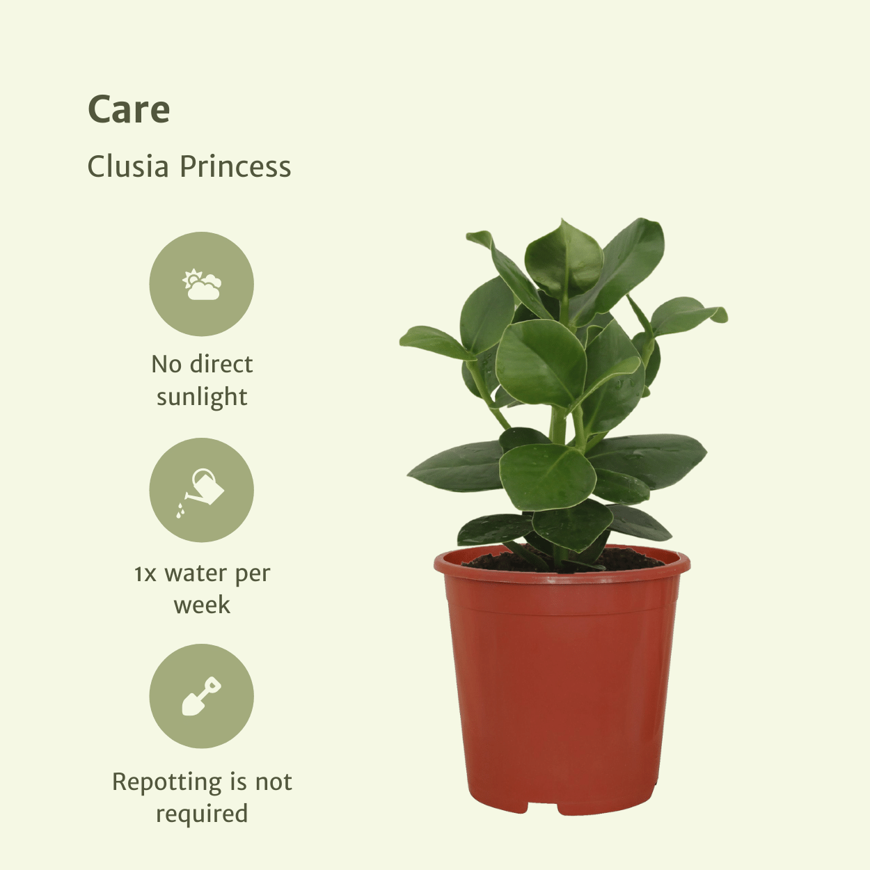 Clusia Princess (Handtekeningboom) en pot Ø12cm  Hauteur 15cm. Plante verte type Clusia Princess (Handtekeningboom), livrée en pot, idéale pour intérieur lumineux. – Image 5