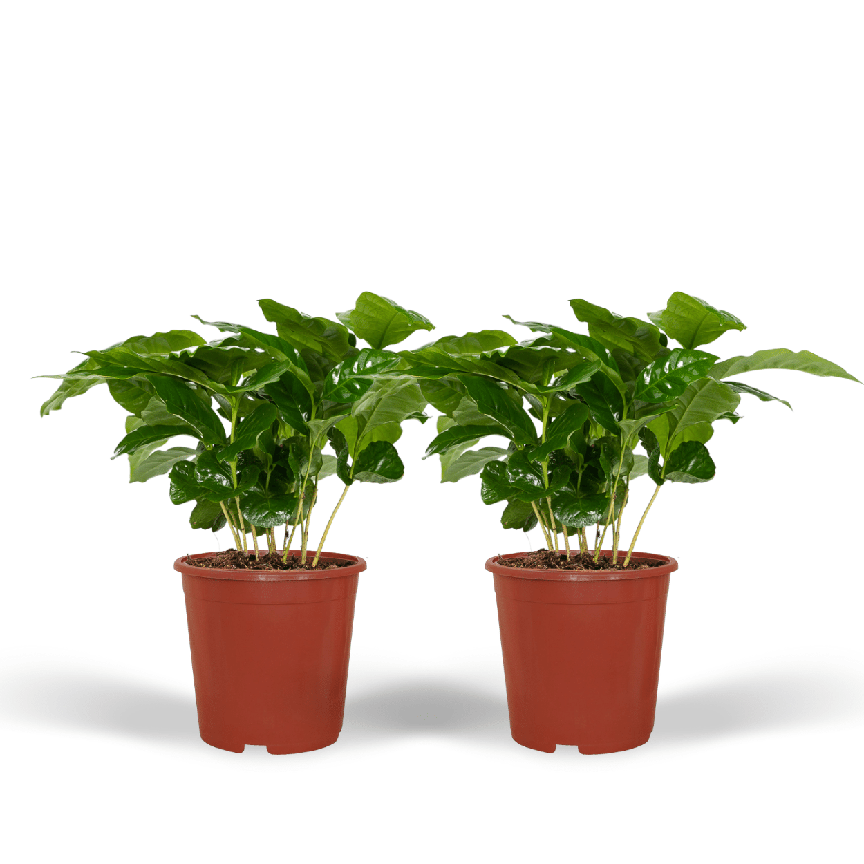 Coffea Arabica (Koffieplant) en pot Ø12cm  Hauteur 25cm. Plante verte type Coffea Arabica (Koffieplant), livrée en pot, idéale pour intérieur lumineux.