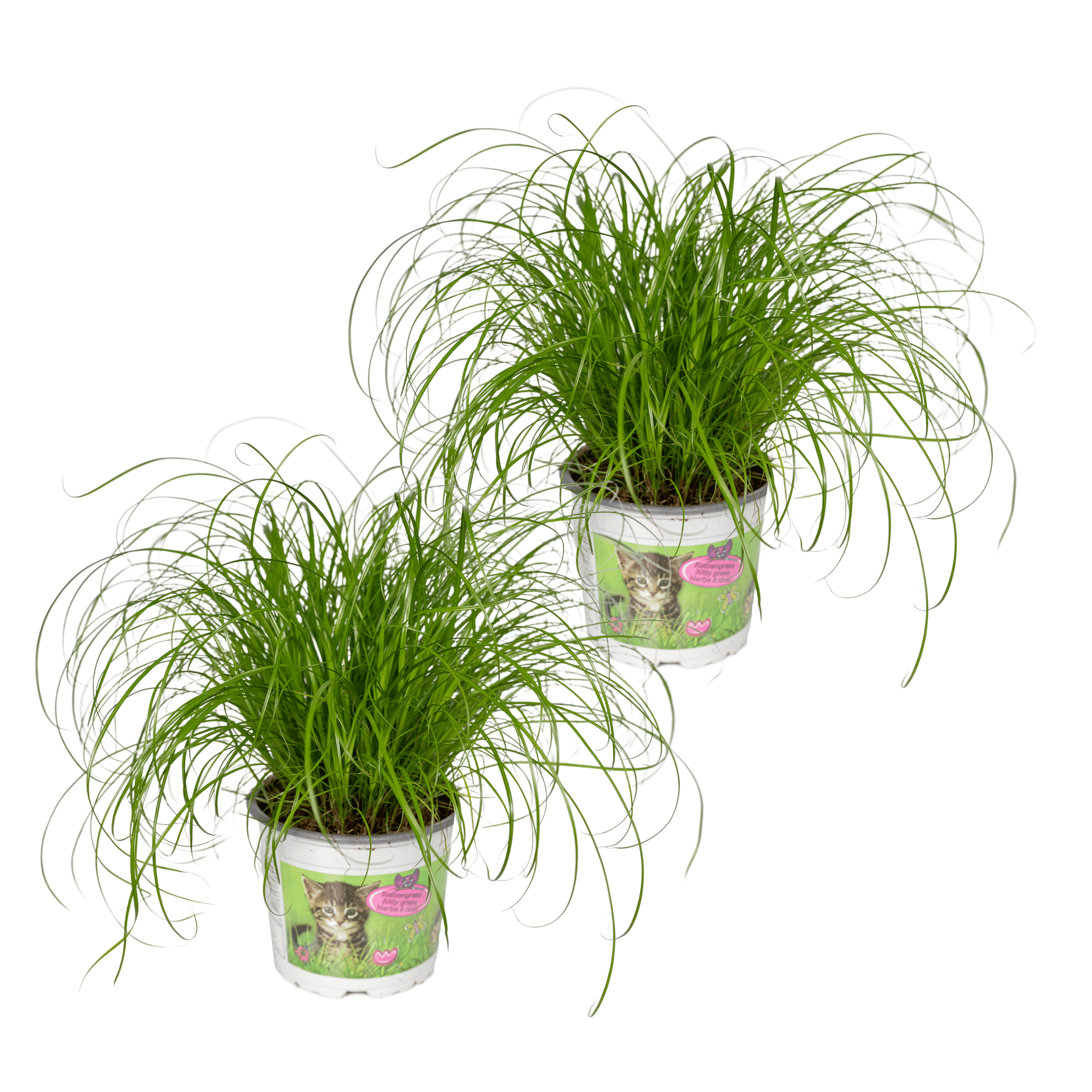 Cyperus Alternifolius (Kattengras) en pot Ø12cm  Hauteur 20cm. Plante verte type Cyperus Alternifolius (Kattengras), livrée en pot, idéale pour intérieur lumineux.