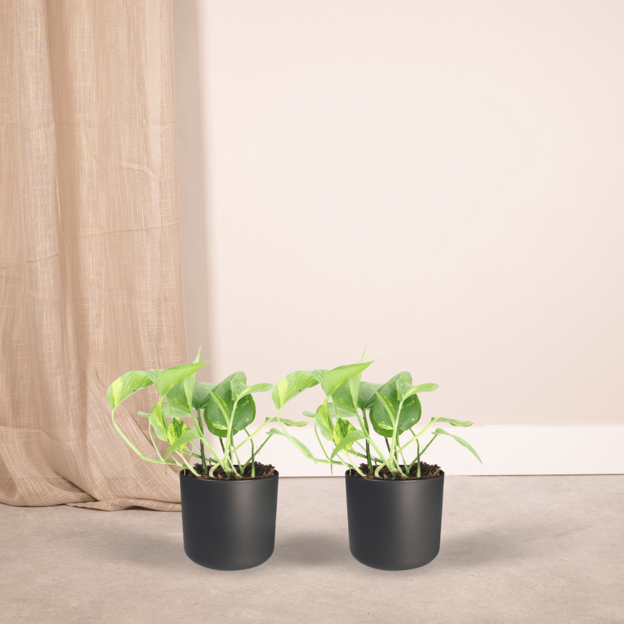 2x Epipremnum Aureum en pot Ø12cm. Plante verte type 2x Epipremnum Aureum, livrée en pot, idéale pour intérieur lumineux. – Image 2