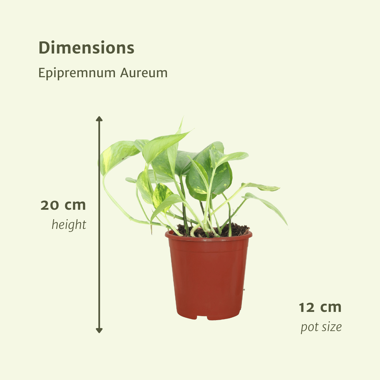 2x Epipremnum Aureum en pot Ø12cm. Plante verte type 2x Epipremnum Aureum, livrée en pot, idéale pour intérieur lumineux. – Image 4