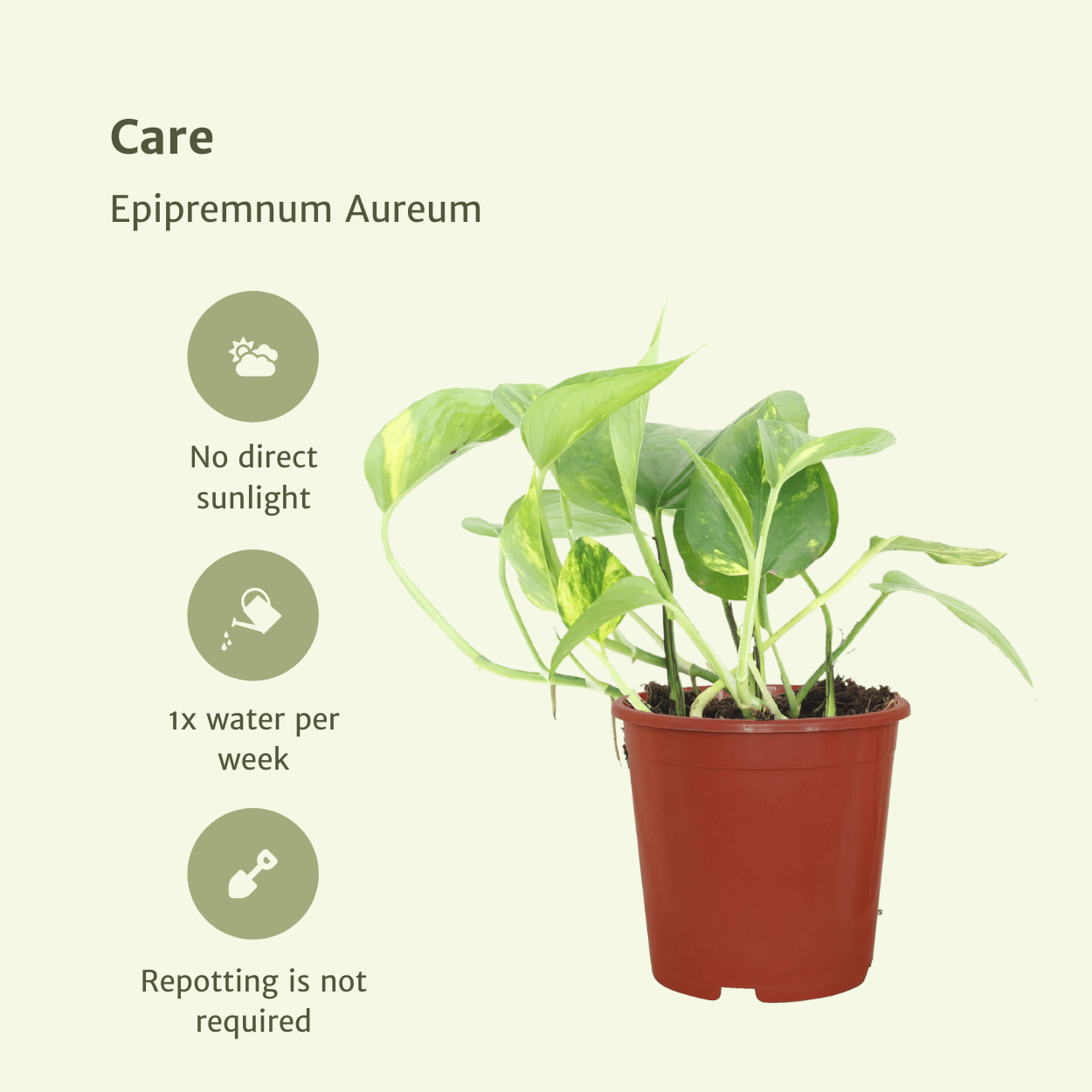 2x Epipremnum Aureum en pot Ø12cm. Plante verte type 2x Epipremnum Aureum, livrée en pot, idéale pour intérieur lumineux. – Image 5