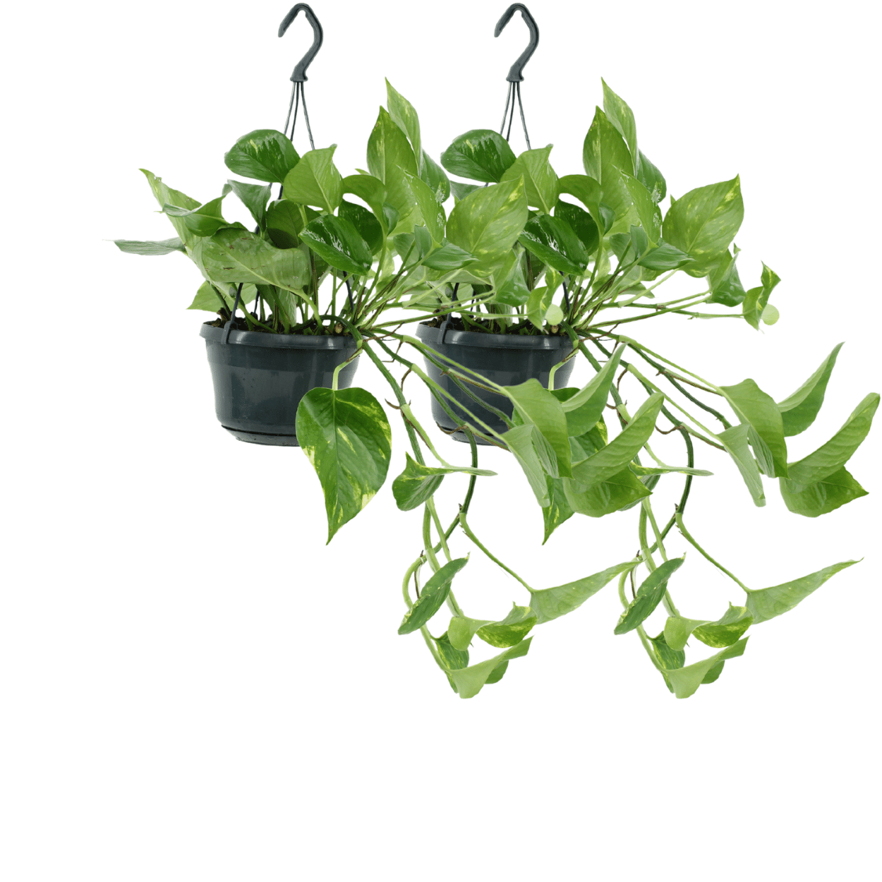 2x Epipremnum Aureum en pot Ø15cm. Plante verte type 2x Epipremnum Aureum, livrée en pot, idéale pour intérieur lumineux.