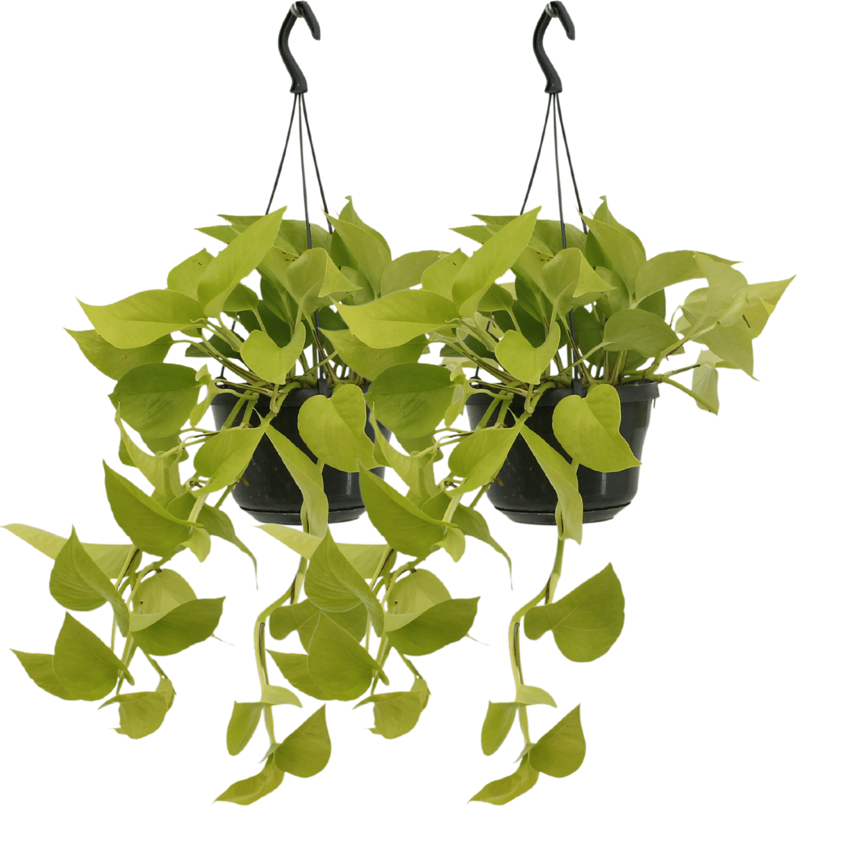 Epipremnum Golden Pothos (Scindapsus) en pot Ø15cm  Hauteur 25cm. Plante verte type Epipremnum Golden Pothos (Scindapsus), livrée en pot, idéale pour intérieur lumineux.
