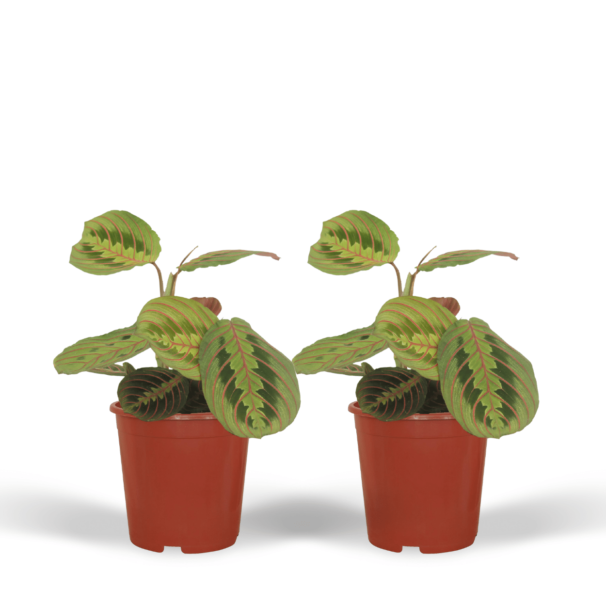 Maranta Fascinator (Pijlwortel) en pot Ø12cm  Hauteur 20cm. Plante verte type Maranta Fascinator (Pijlwortel), livrée en pot, idéale pour intérieur lumineux.