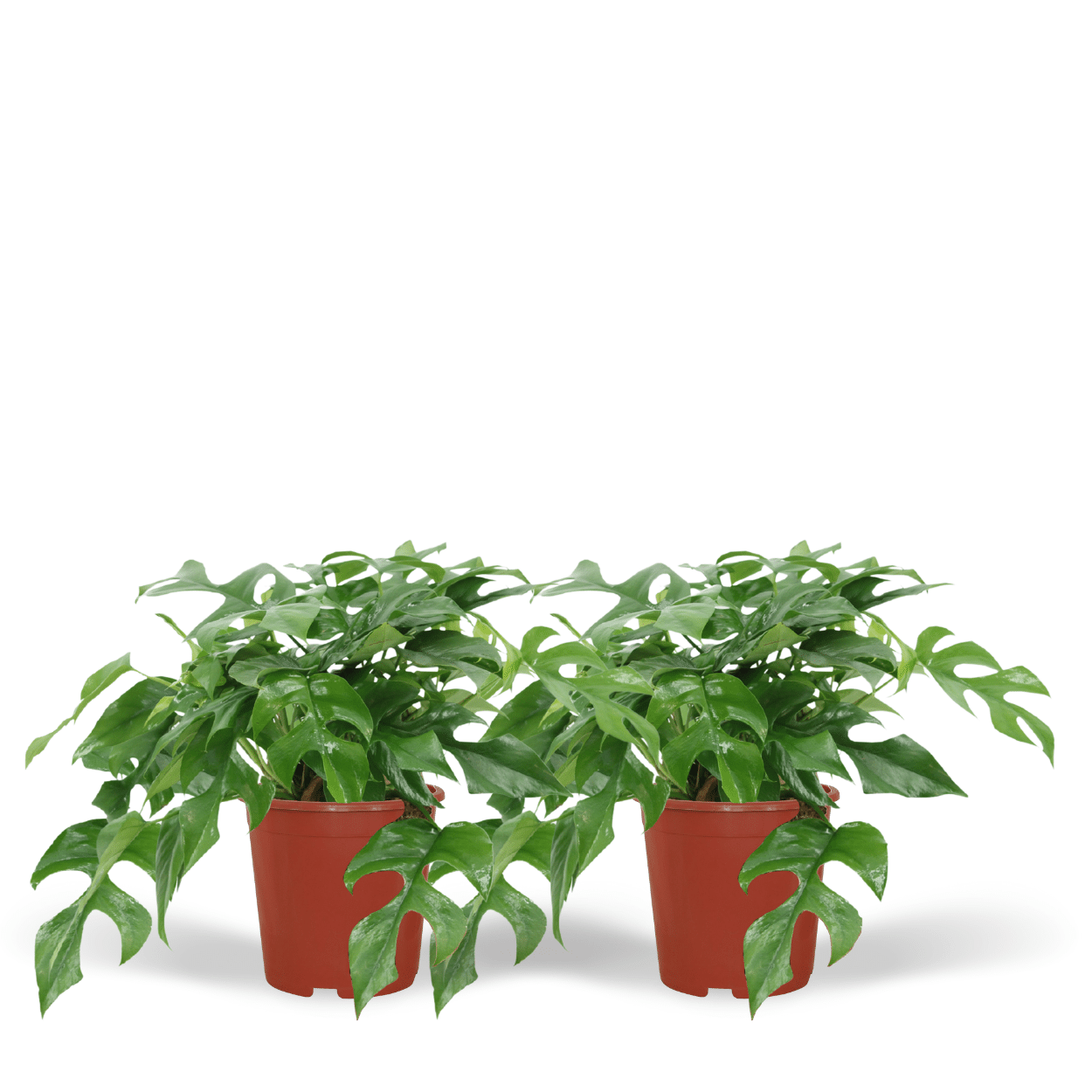 Monstera Minima en pot Ø15cm  Hauteur 30cm. Plante verte type Monstera Minima, livrée en pot, idéale pour intérieur lumineux.