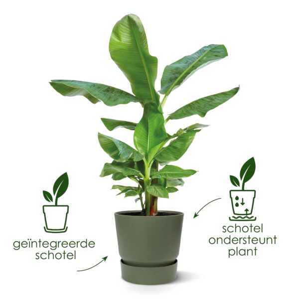 Pot elho Greenville Round bruin en pot  Hauteur 28cm. Plante verte type Pot elho Greenville Round bruin, livrée en pot, idéale pour intérieur lumineux. – Image 3