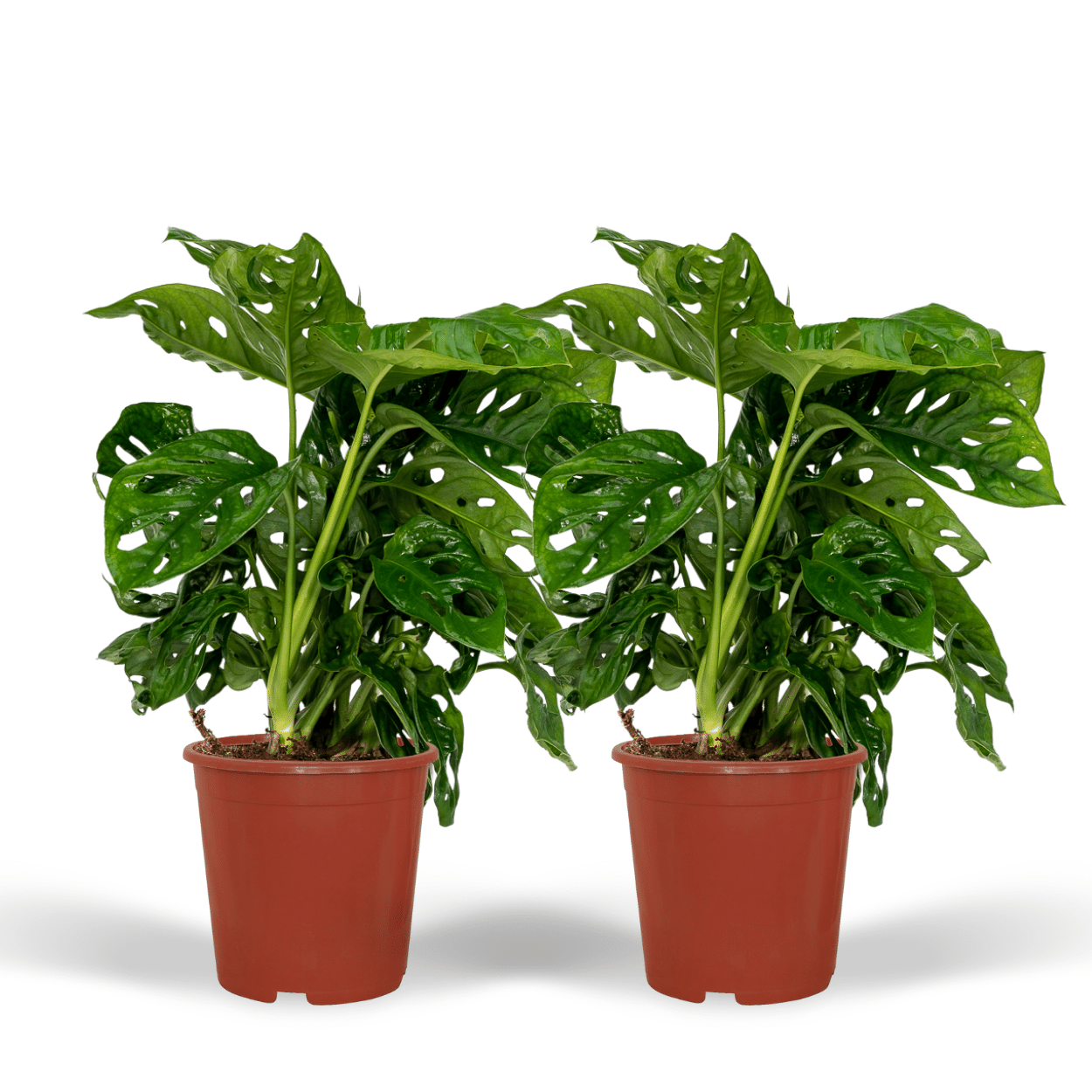 2x Monstera Monkey Leaf en pot Ø12cm. Plante verte type 2x Monstera Monkey Leaf, livrée en pot, idéale pour intérieur lumineux.