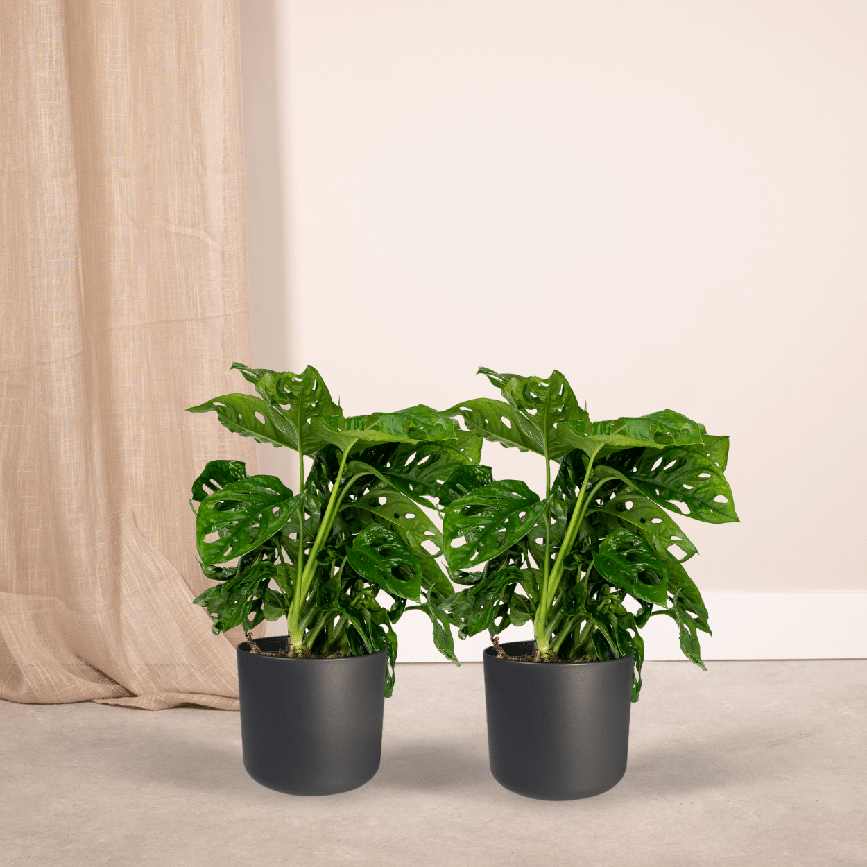 2x Monstera Monkey Leaf en pot Ø12cm. Plante verte type 2x Monstera Monkey Leaf, livrée en pot, idéale pour intérieur lumineux. – Image 2