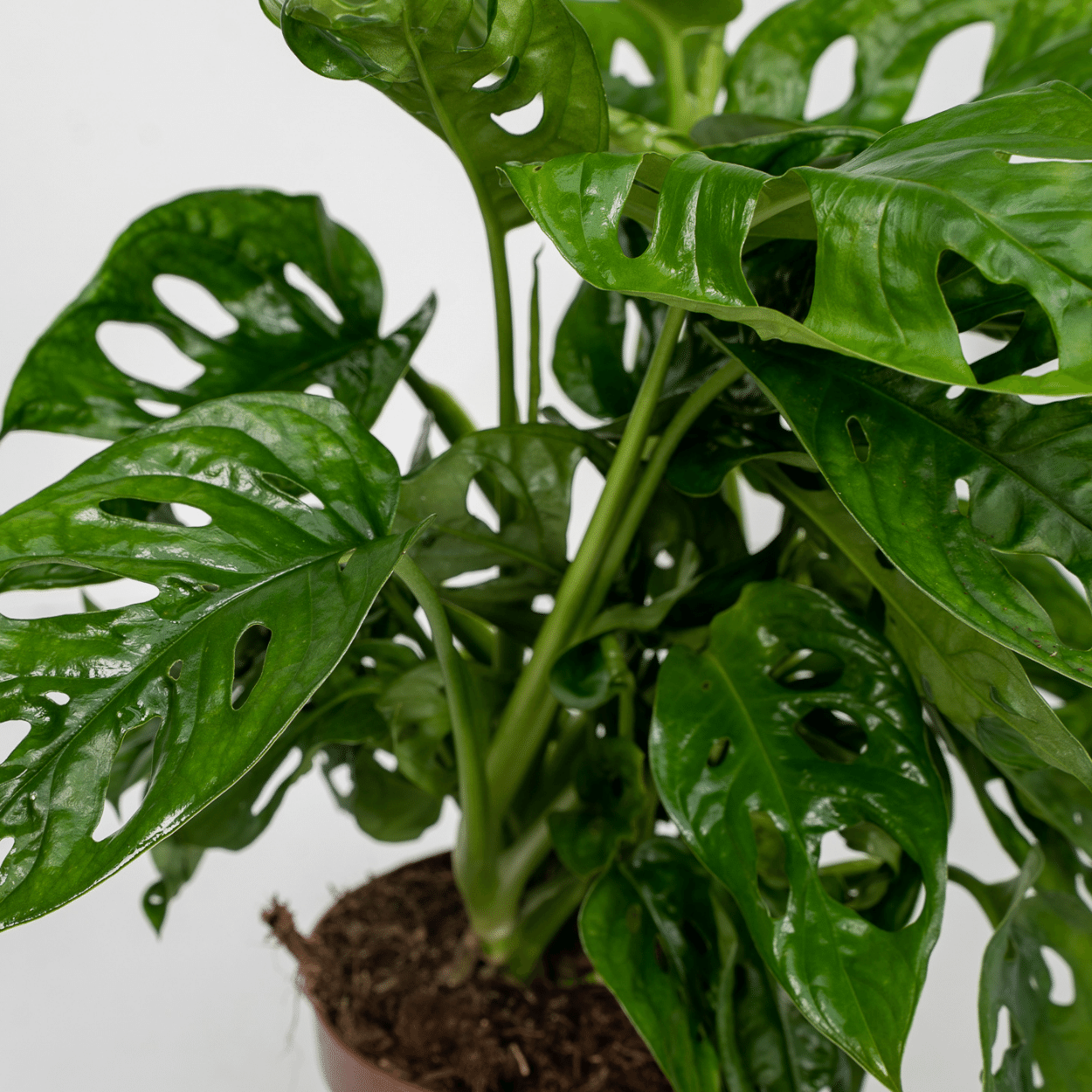 2x Monstera Monkey Leaf en pot Ø12cm. Plante verte type 2x Monstera Monkey Leaf, livrée en pot, idéale pour intérieur lumineux. – Image 3