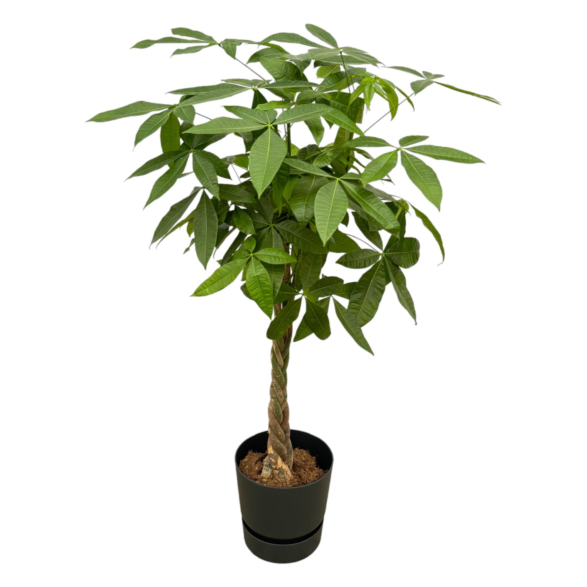 Pachira Aquatica inclusief elho Greenville Round zwart en pot Ø30cm. Plante verte type Pachira Aquatica inclusief elho Greenville Round zwart, livrée en pot, idéale pour intérieur lumineux.