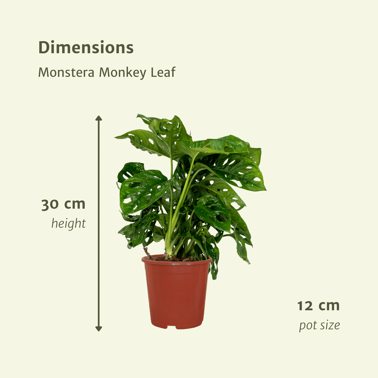 2x Monstera Monkey Leaf en pot Ø12cm. Plante verte type 2x Monstera Monkey Leaf, livrée en pot, idéale pour intérieur lumineux. – Image 4