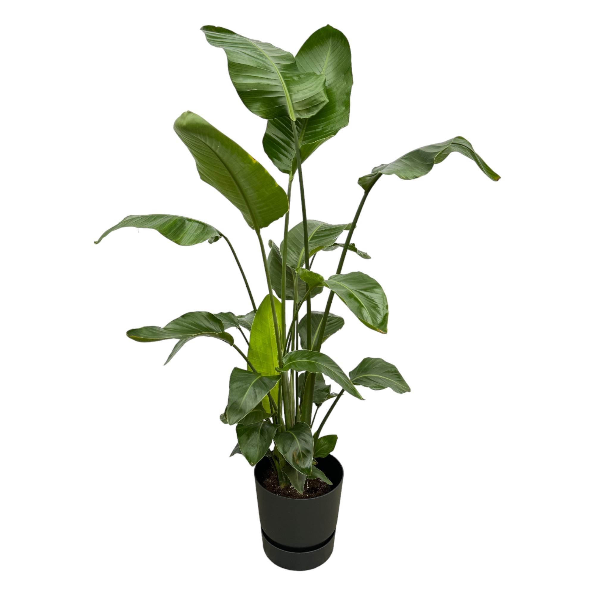 Strelitzia Nicolai inclusief elho Greenville Round zwart en pot Ø30cm. Plante verte type Strelitzia Nicolai inclusief elho Greenville Round zwart, livrée en pot, idéale pour intérieur lumineux.