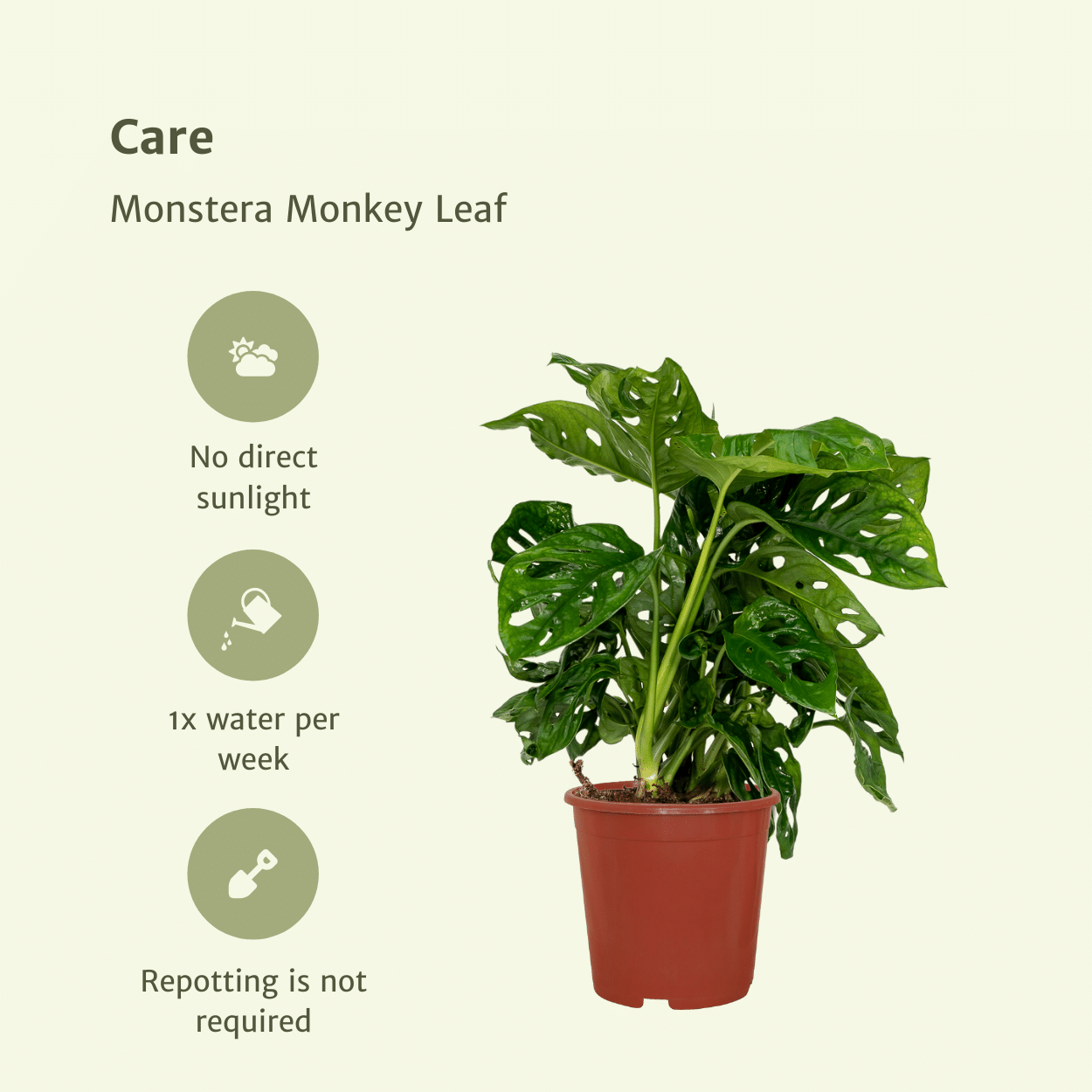 2x Monstera Monkey Leaf en pot Ø12cm. Plante verte type 2x Monstera Monkey Leaf, livrée en pot, idéale pour intérieur lumineux. – Image 5