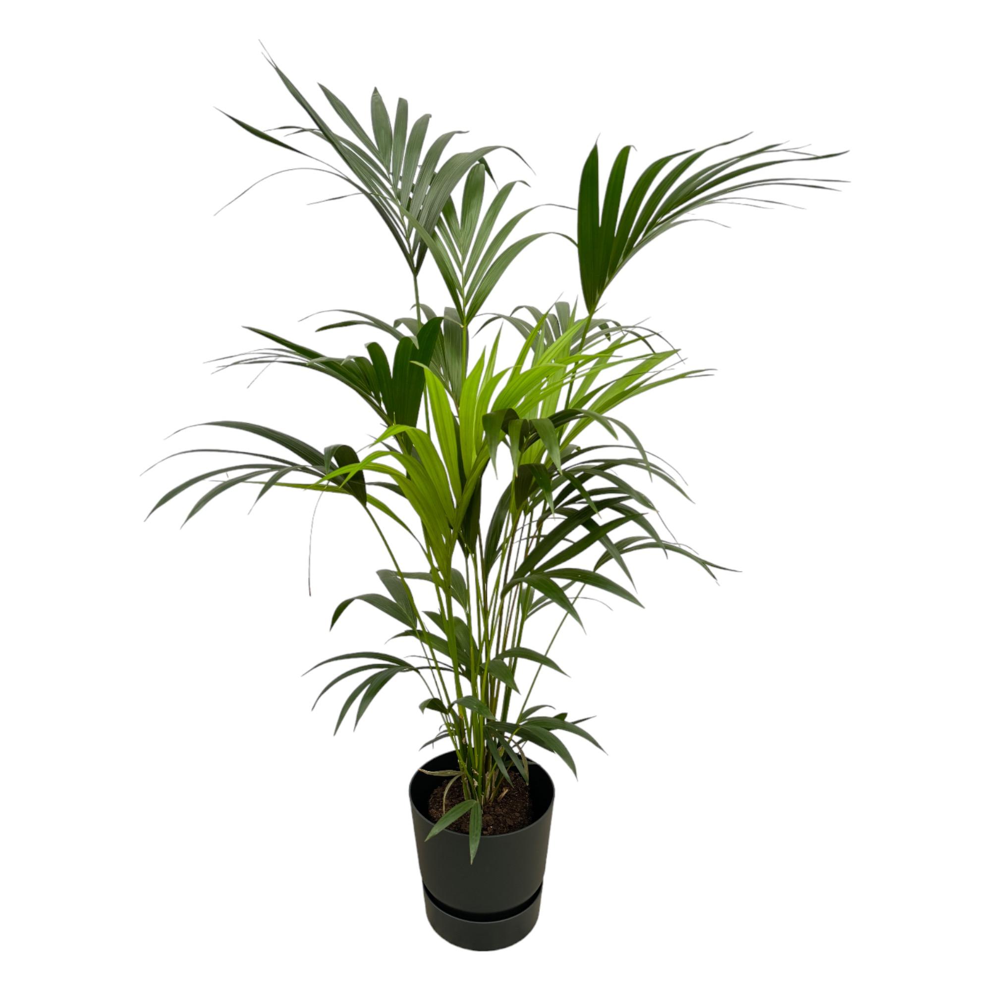 Kentia palm inclusief elho Greenville Round zwart en pot Ø30cm. Plante verte type Kentia palm inclusief elho Greenville Round zwart, livrée en pot, idéale pour intérieur lumineux.