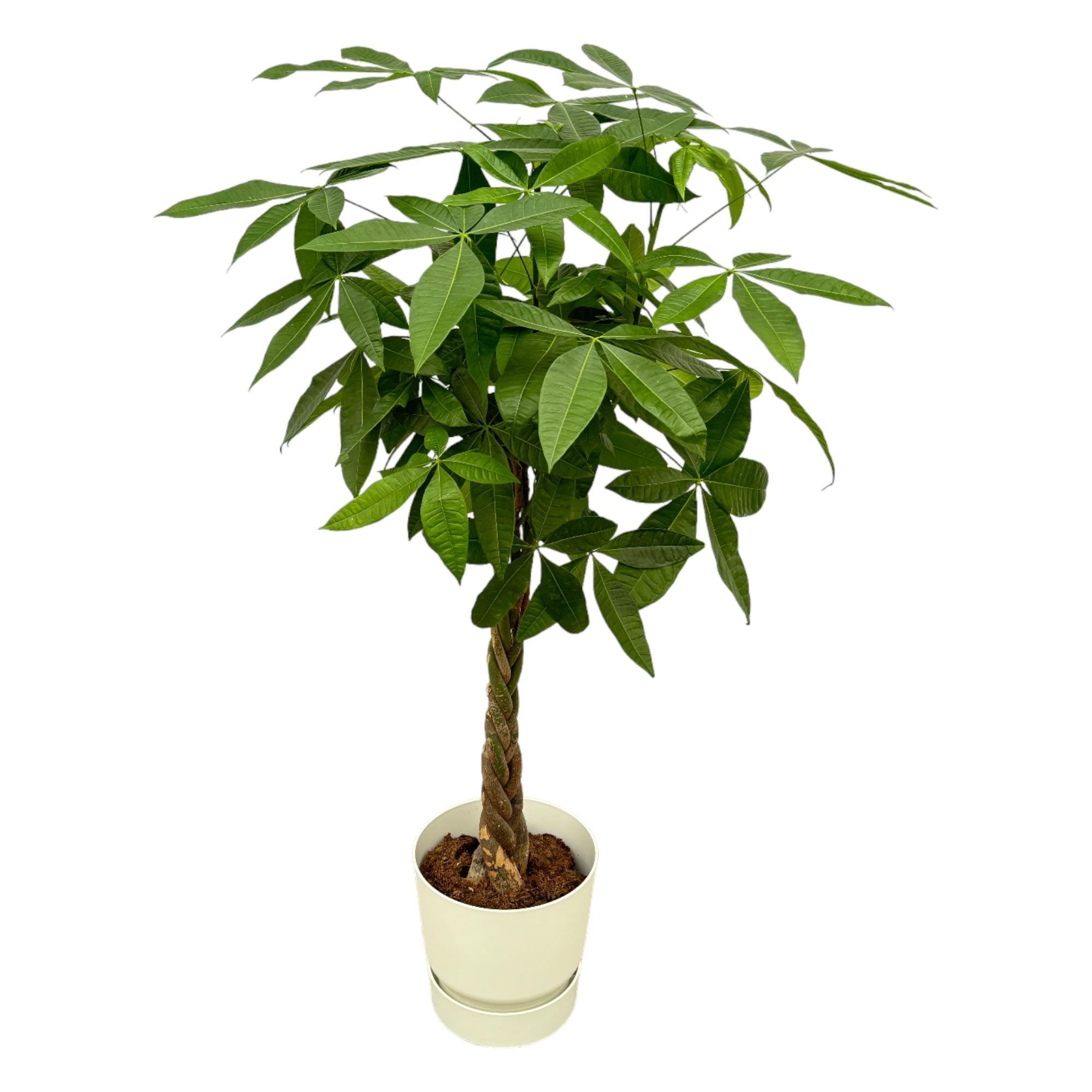 Pachira Aquatica inclusief elho Greenville Round wit en pot Ø30cm. Plante verte type Pachira Aquatica inclusief elho Greenville Round wit, livrée en pot, idéale pour intérieur lumineux.