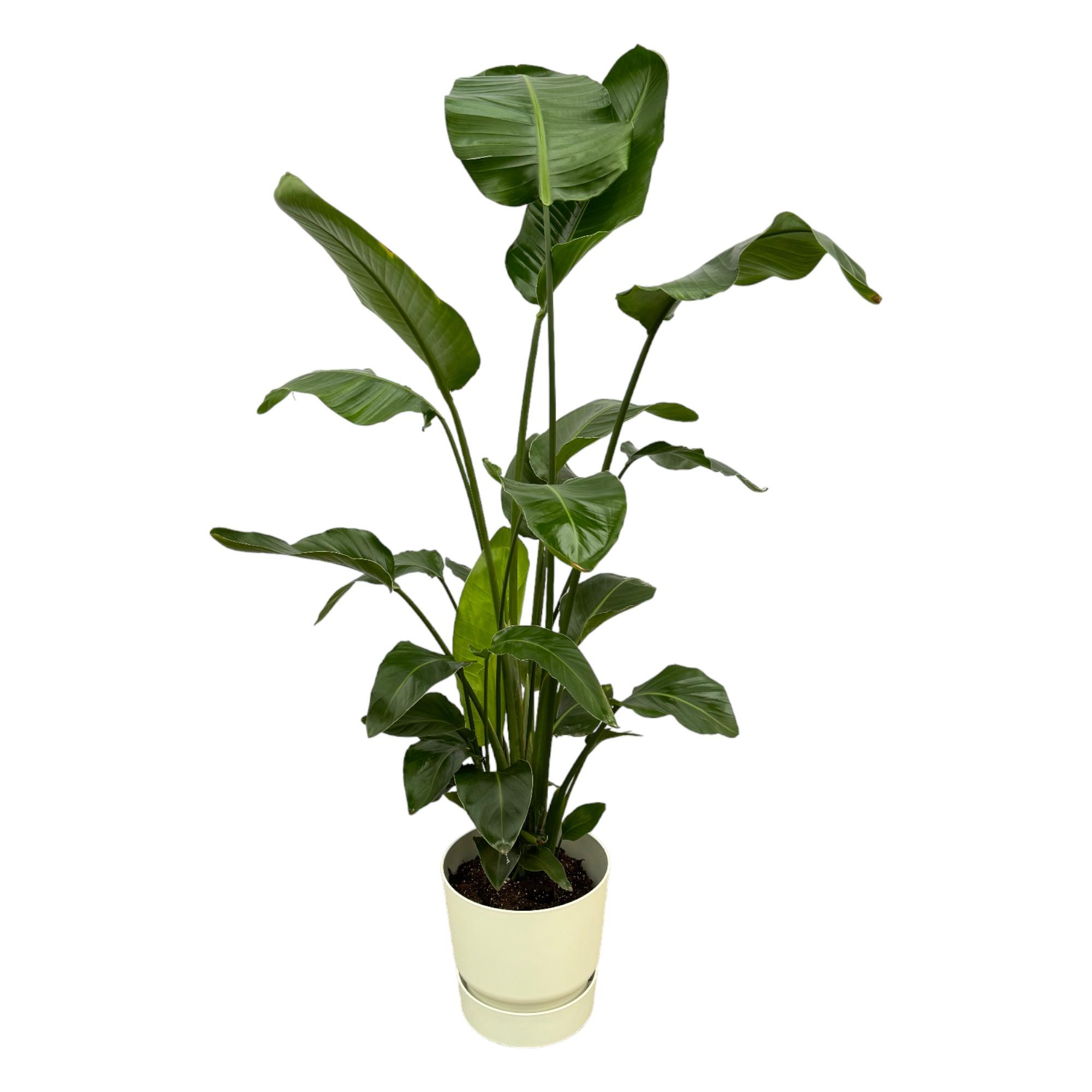 Strelitzia Nicolai inclusief elho Greenville Round wit en pot Ø30cm. Plante verte type Strelitzia Nicolai inclusief elho Greenville Round wit, livrée en pot, idéale pour intérieur lumineux.