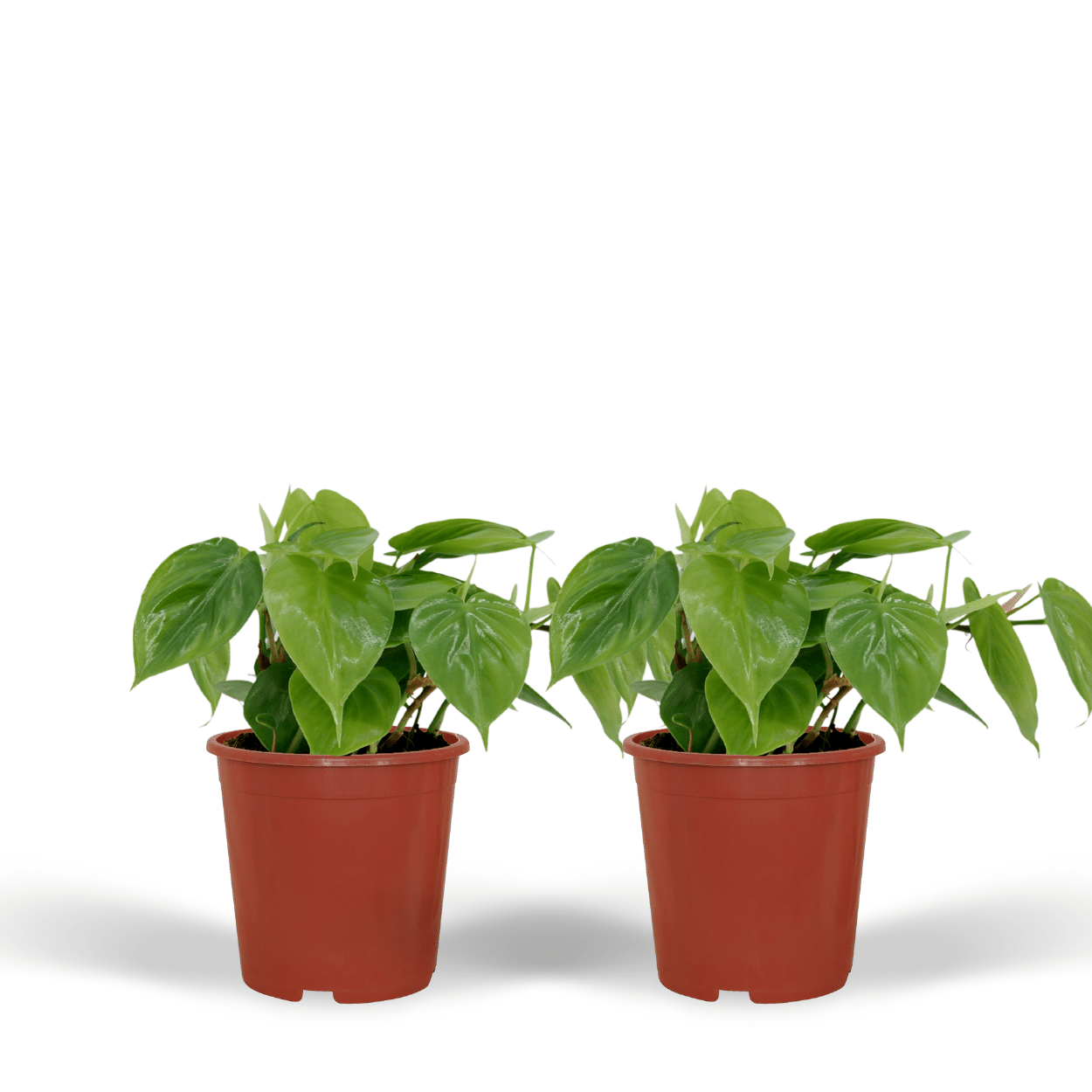 2x Philodendron Scandens en pot Ø12cm. Plante verte type 2x Philodendron Scandens, livrée en pot, idéale pour intérieur lumineux.