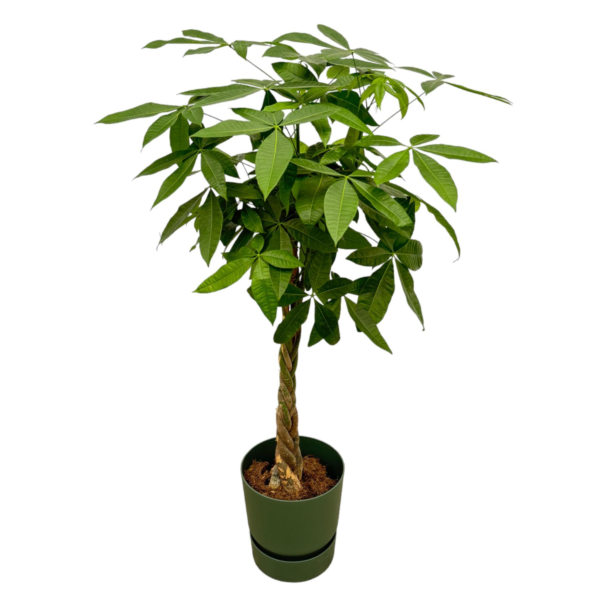 Pachira Aquatica inclusief elho Greenville Round groen en pot Ø30cm. Plante verte type Pachira Aquatica inclusief elho Greenville Round groen, livrée en pot, idéale pour intérieur lumineux.