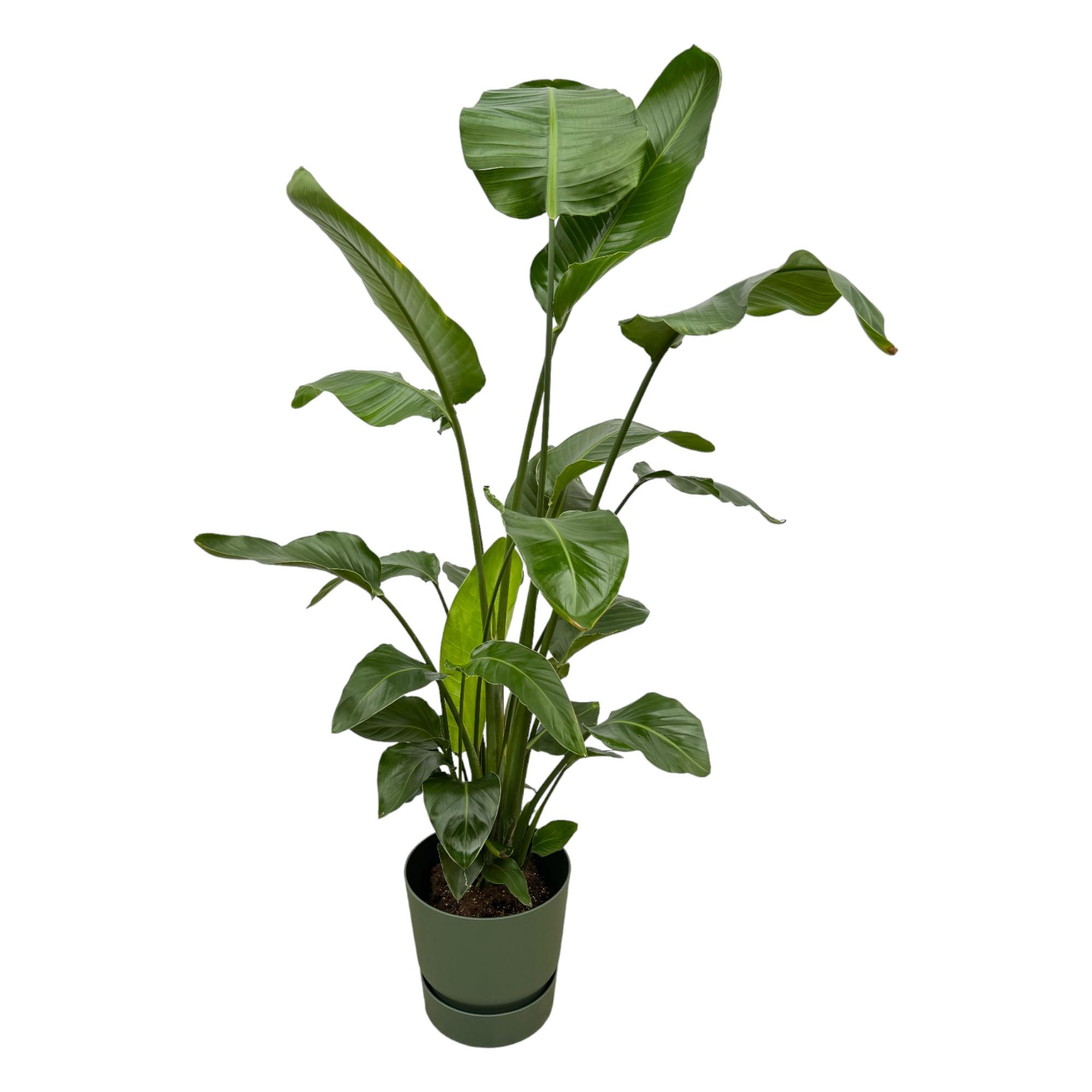 Strelitzia Nicolai inclusief elho Greenville Round groen en pot Ø30cm. Plante verte type Strelitzia Nicolai inclusief elho Greenville Round groen, livrée en pot, idéale pour intérieur lumineux.
