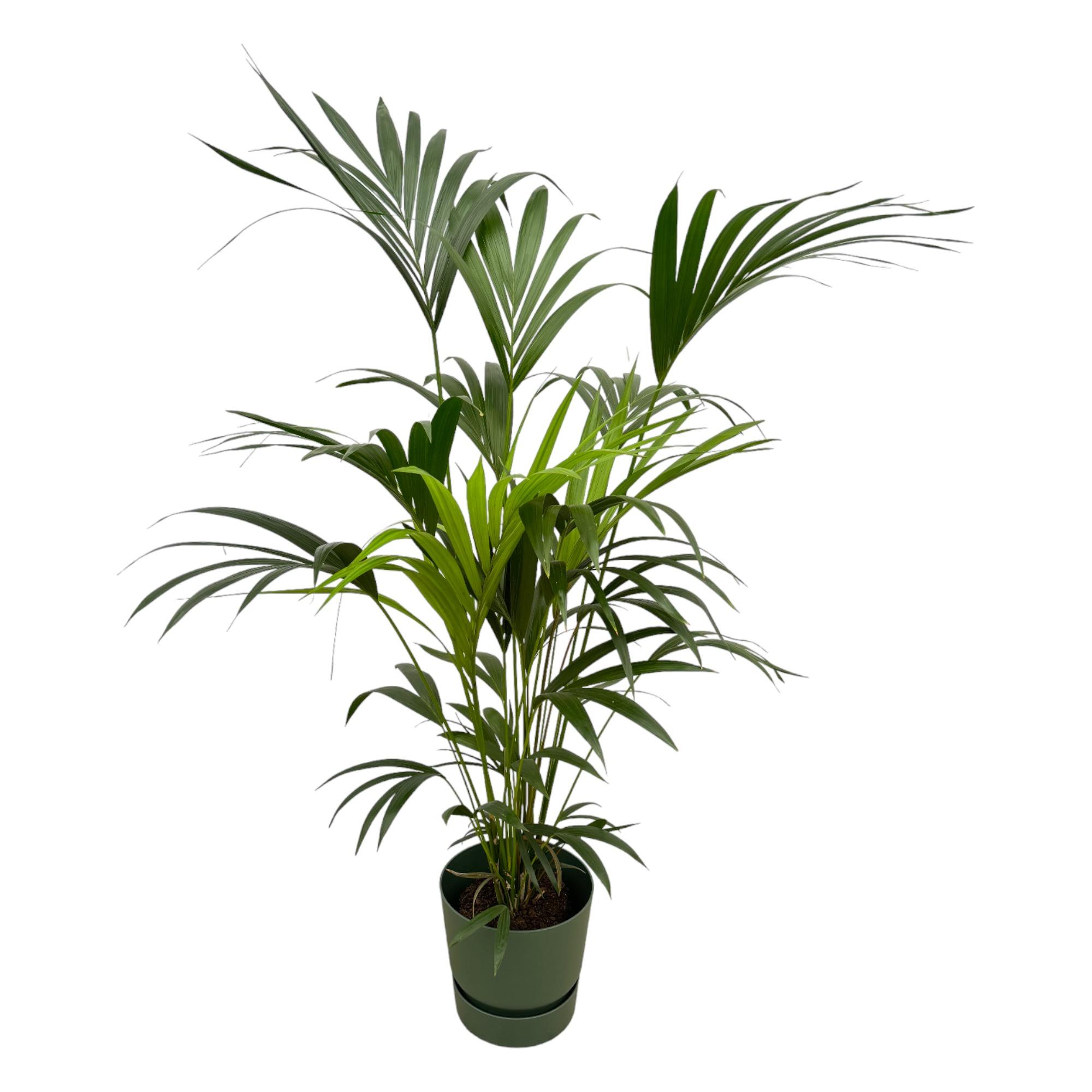 Kentia palm inclusief elho Greenville Round groen en pot Ø30cm. Plante verte type Kentia palm inclusief elho Greenville Round groen, livrée en pot, idéale pour intérieur lumineux.