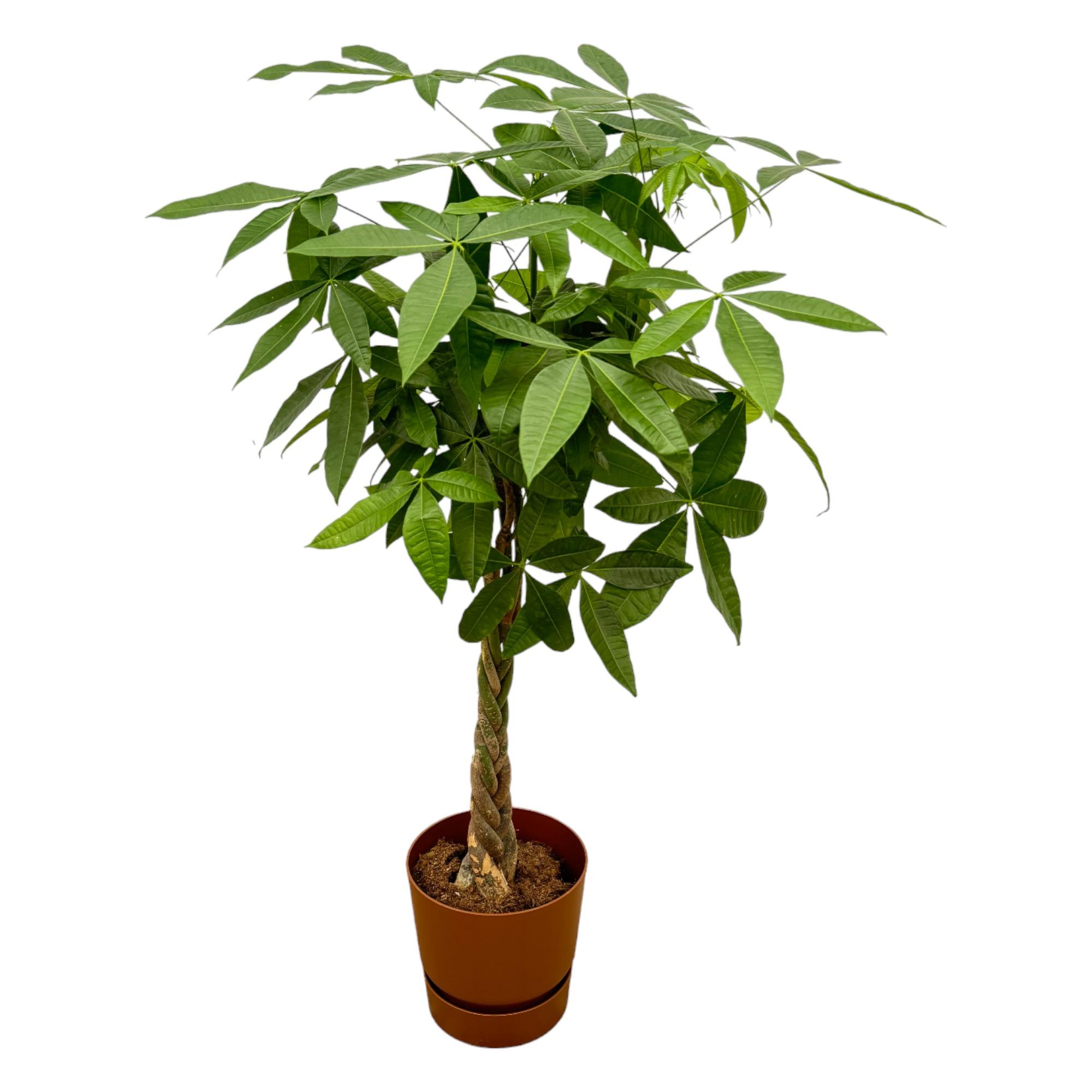 Pachira Aquatica inclusief elho Greenville Round bruin en pot Ø30cm. Plante verte type Pachira Aquatica inclusief elho Greenville Round bruin, livrée en pot, idéale pour intérieur lumineux.