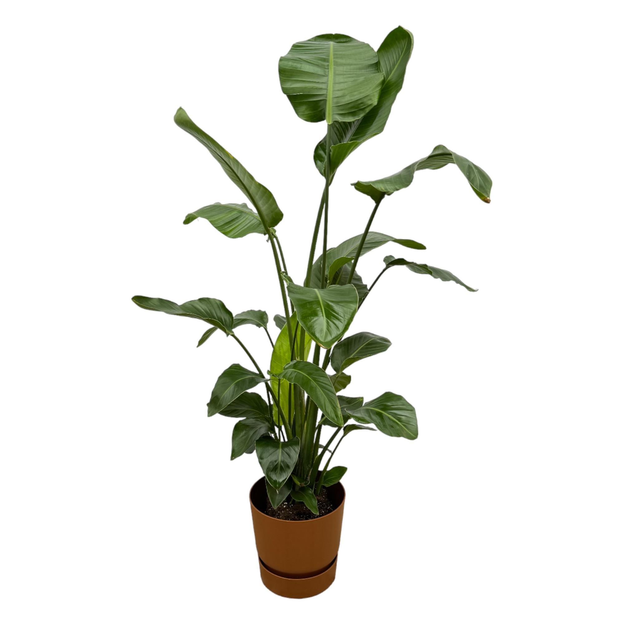 Strelitzia Nicolai inclusief elho Greenville Round bruin en pot Ø30cm. Plante verte type Strelitzia Nicolai inclusief elho Greenville Round bruin, livrée en pot, idéale pour intérieur lumineux.