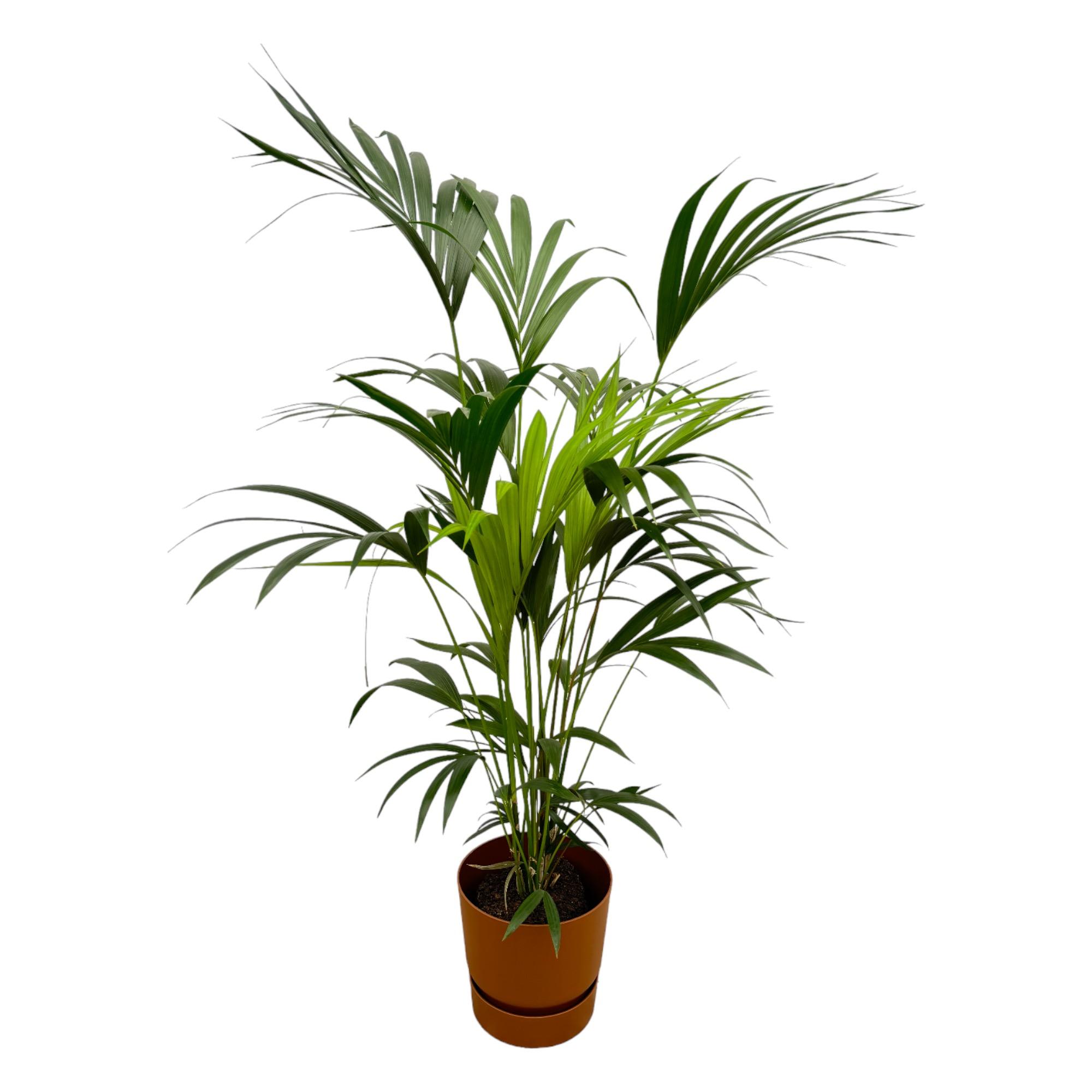 Kentia palm inclusief elho Greenville Round bruin en pot Ø24cm. Plante verte type Kentia palm inclusief elho Greenville Round bruin, livrée en pot, idéale pour intérieur lumineux.