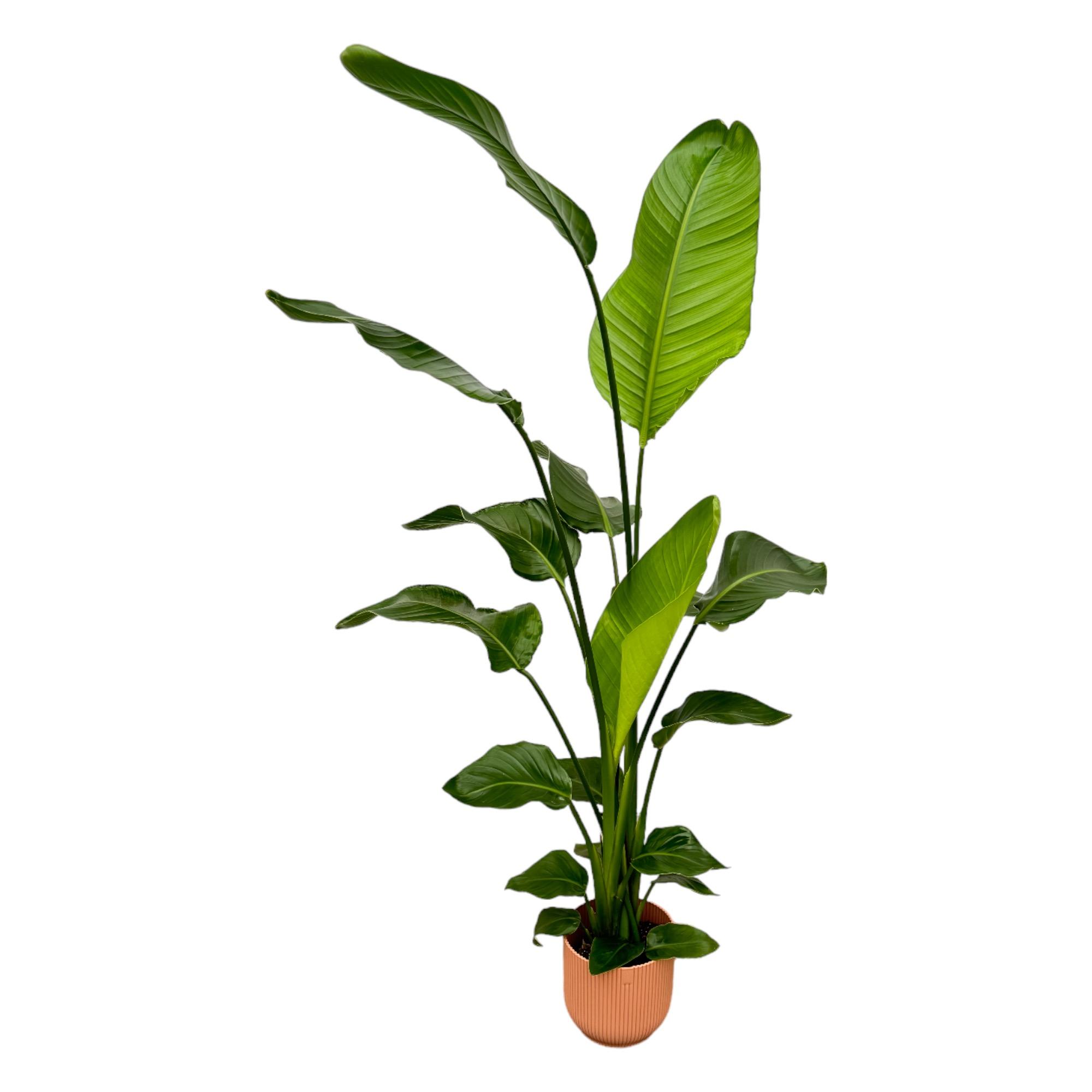 Strelitzia Nicolai inclusief elho Vibes Fold Round roze en pot Ø18cm. Plante verte type Strelitzia Nicolai inclusief elho Vibes Fold Round roze, livrée en pot, idéale pour intérieur lumineux.