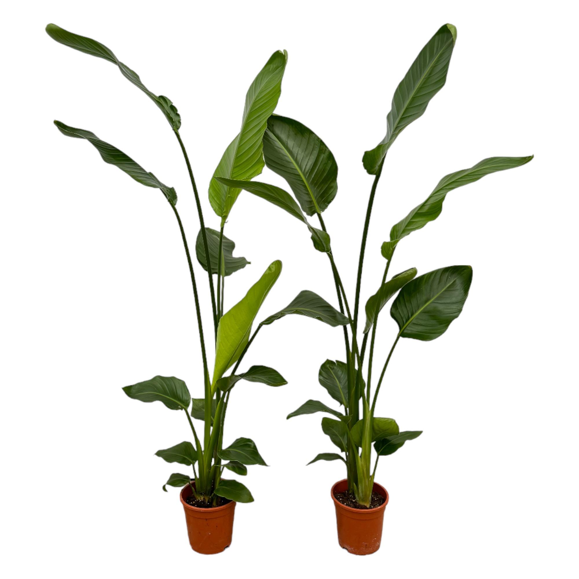 2x Strelitzia Nicolai en pot Ø17cm. Plante verte type 2x Strelitzia Nicolai, livrée en pot, idéale pour intérieur lumineux.