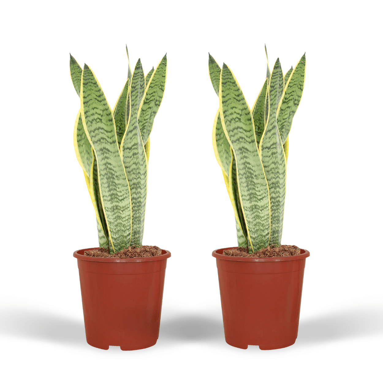 2x Sansevieria Laurentii en pot Ø14cm. Plante verte type 2x Sansevieria Laurentii, livrée en pot, idéale pour intérieur lumineux.