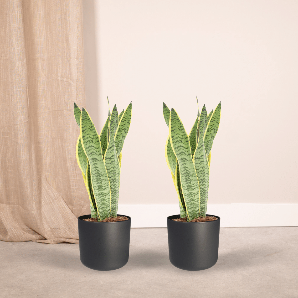 2x Sansevieria Laurentii en pot Ø14cm. Plante verte type 2x Sansevieria Laurentii, livrée en pot, idéale pour intérieur lumineux. – Image 2