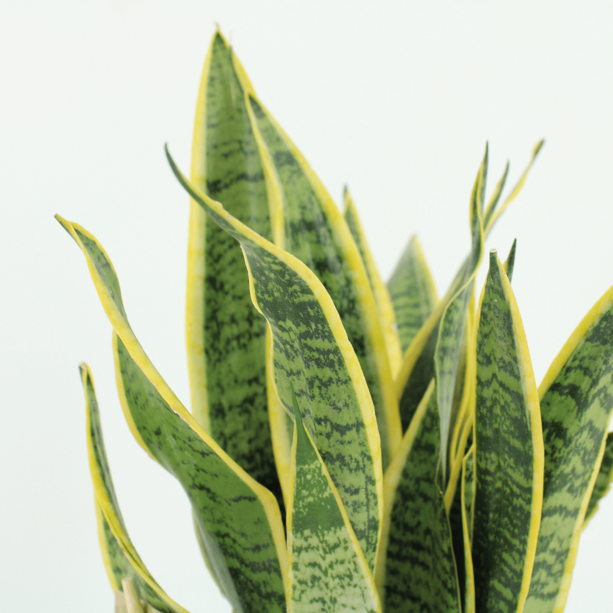 2x Sansevieria Laurentii en pot Ø14cm. Plante verte type 2x Sansevieria Laurentii, livrée en pot, idéale pour intérieur lumineux. – Image 3