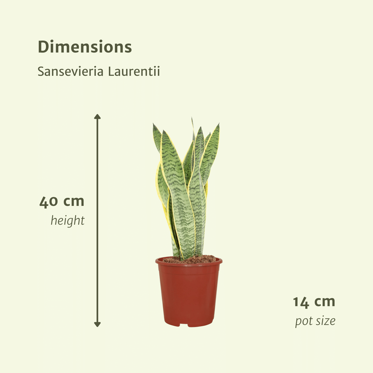 2x Sansevieria Laurentii en pot Ø14cm. Plante verte type 2x Sansevieria Laurentii, livrée en pot, idéale pour intérieur lumineux. – Image 4