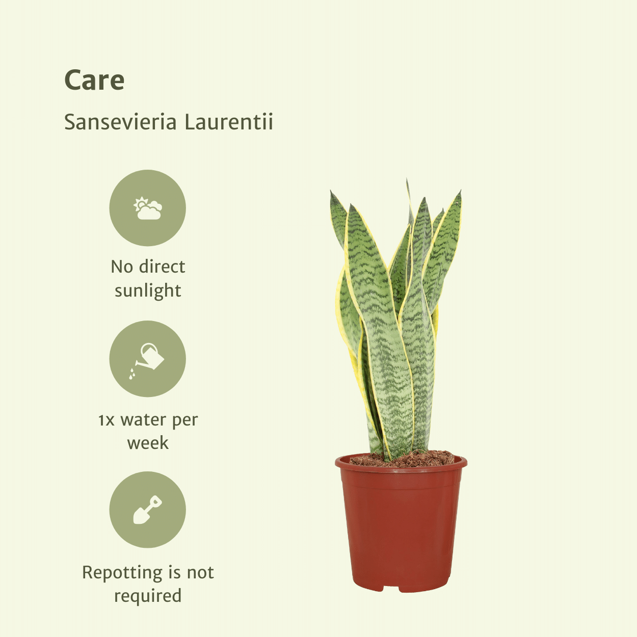 2x Sansevieria Laurentii en pot Ø14cm. Plante verte type 2x Sansevieria Laurentii, livrée en pot, idéale pour intérieur lumineux. – Image 5