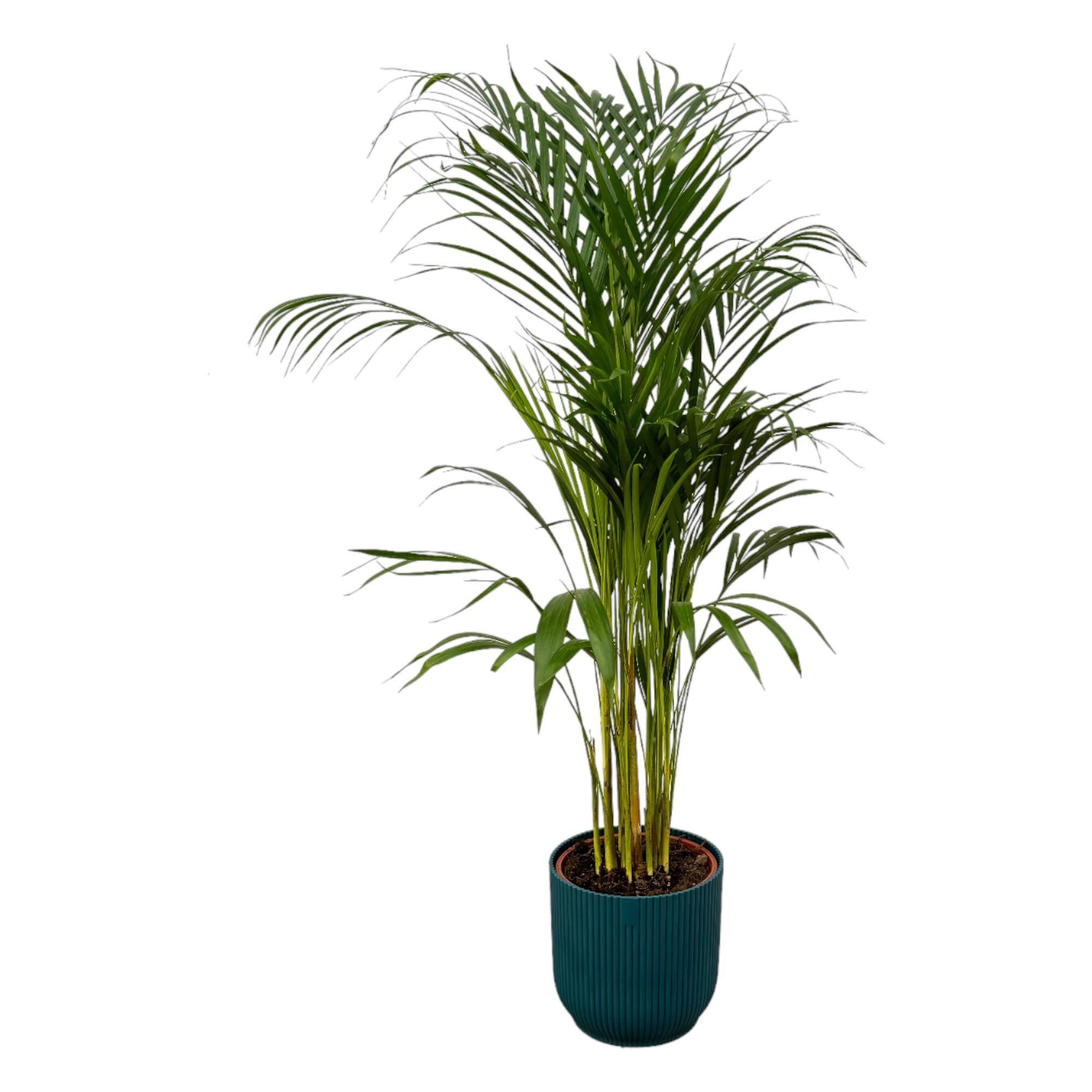 Areca palm en pot Ø21cm  Hauteur 20cm. Plante verte type Areca palm, livrée en pot, idéale pour intérieur lumineux.
