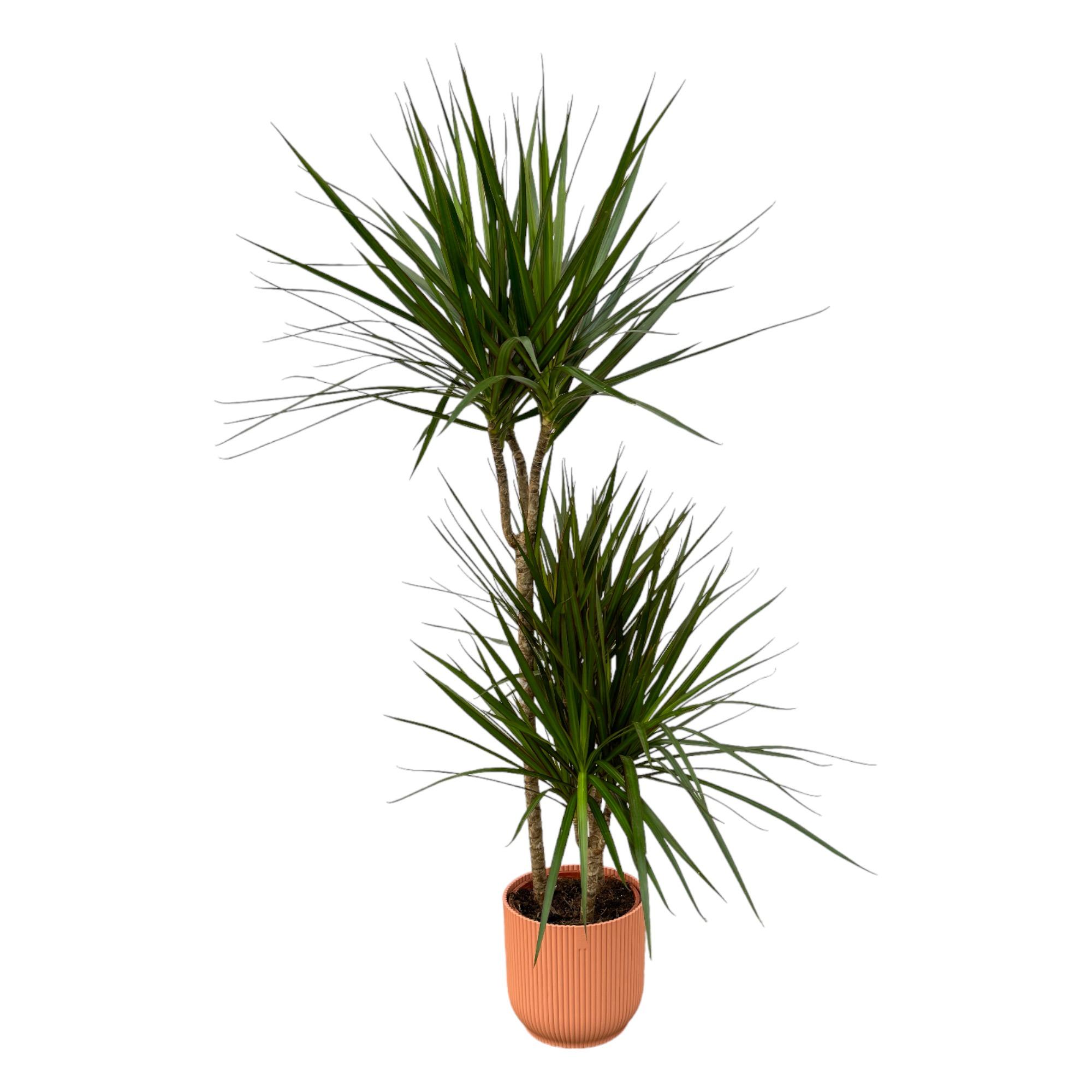 Dracaena Marginata en pot Ø21cm  Hauteur 20cm. Plante verte type Dracaena Marginata, livrée en pot, idéale pour intérieur lumineux.