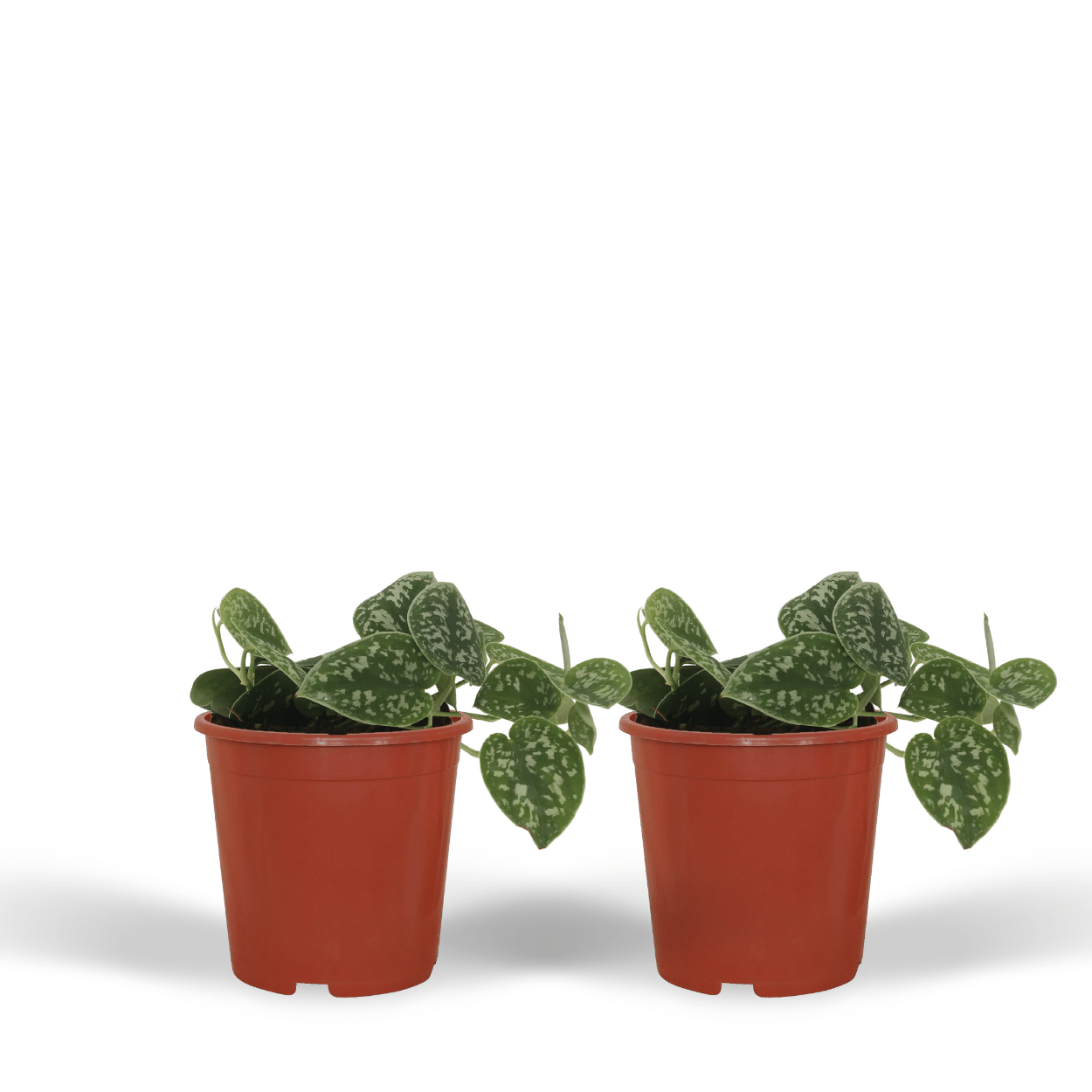 2x Scindapsus Pictus en pot Ø12cm. Plante verte type 2x Scindapsus Pictus, livrée en pot, idéale pour intérieur lumineux.