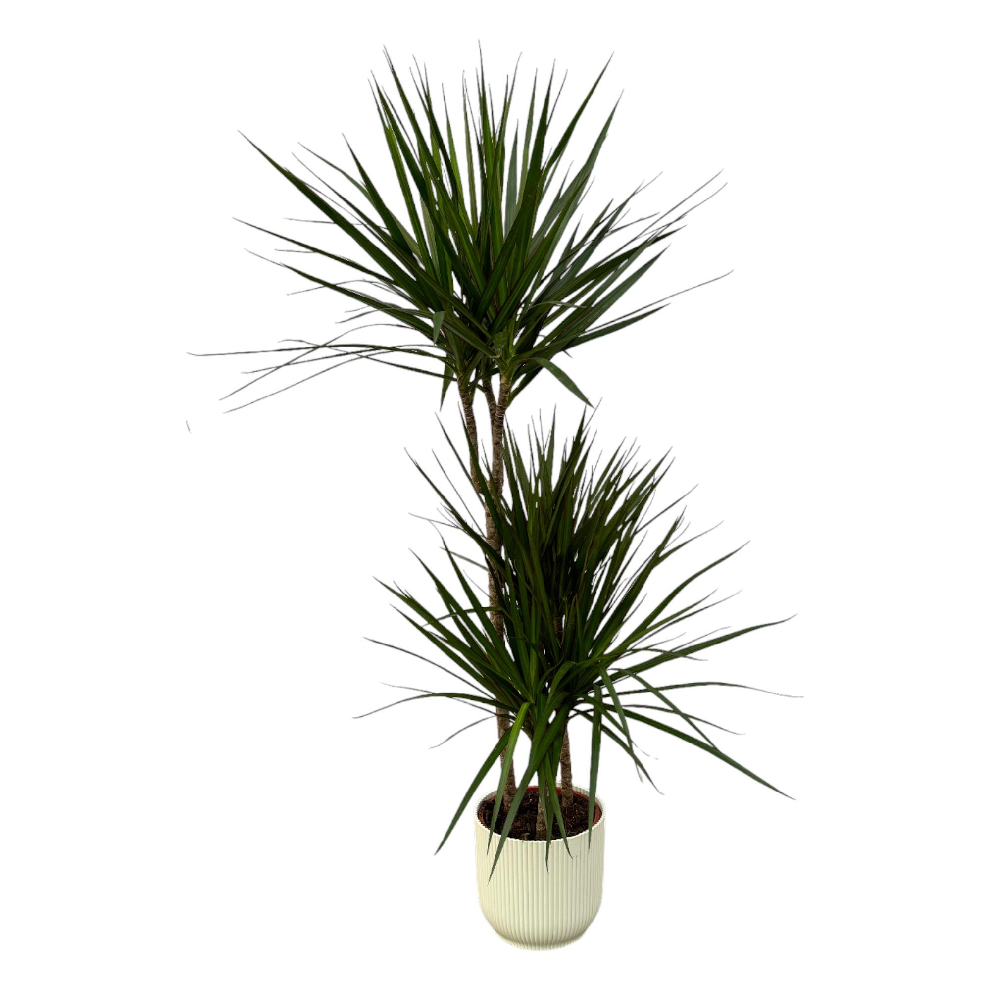 Dracaena Marginata en pot Ø21cm  Hauteur 20cm. Plante verte type Dracaena Marginata, livrée en pot, idéale pour intérieur lumineux.