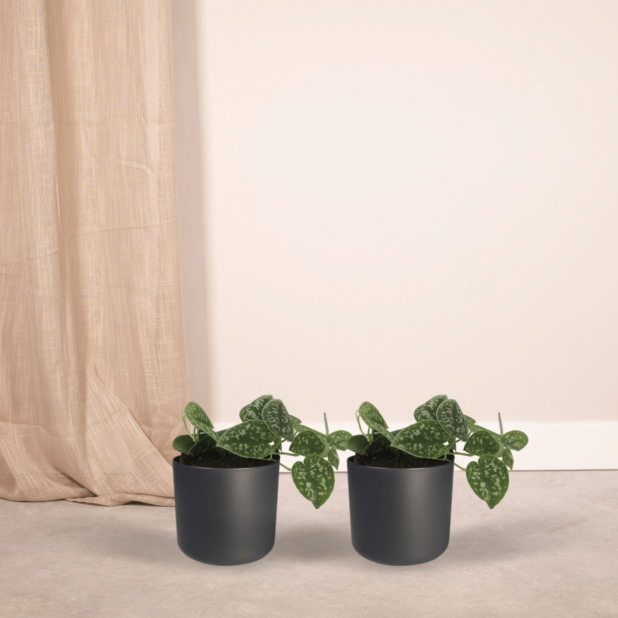 2x Scindapsus Pictus en pot Ø12cm. Plante verte type 2x Scindapsus Pictus, livrée en pot, idéale pour intérieur lumineux. – Image 2