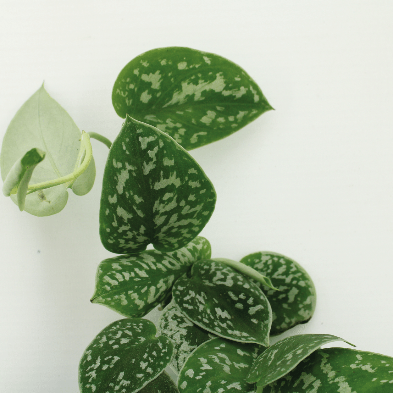 2x Scindapsus Pictus en pot Ø12cm. Plante verte type 2x Scindapsus Pictus, livrée en pot, idéale pour intérieur lumineux. – Image 3