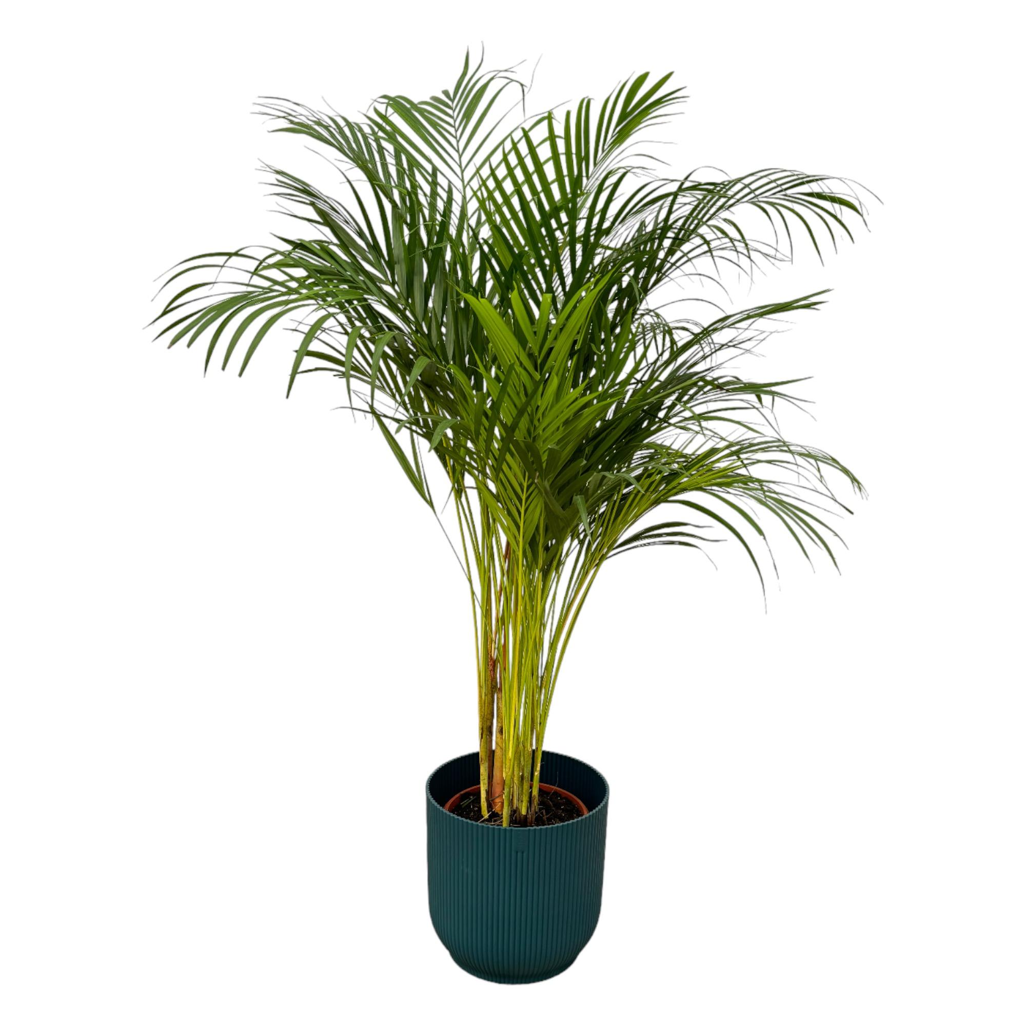 Areca palm en pot Ø24cm  Hauteur 27cm. Plante verte type Areca palm, livrée en pot, idéale pour intérieur lumineux.