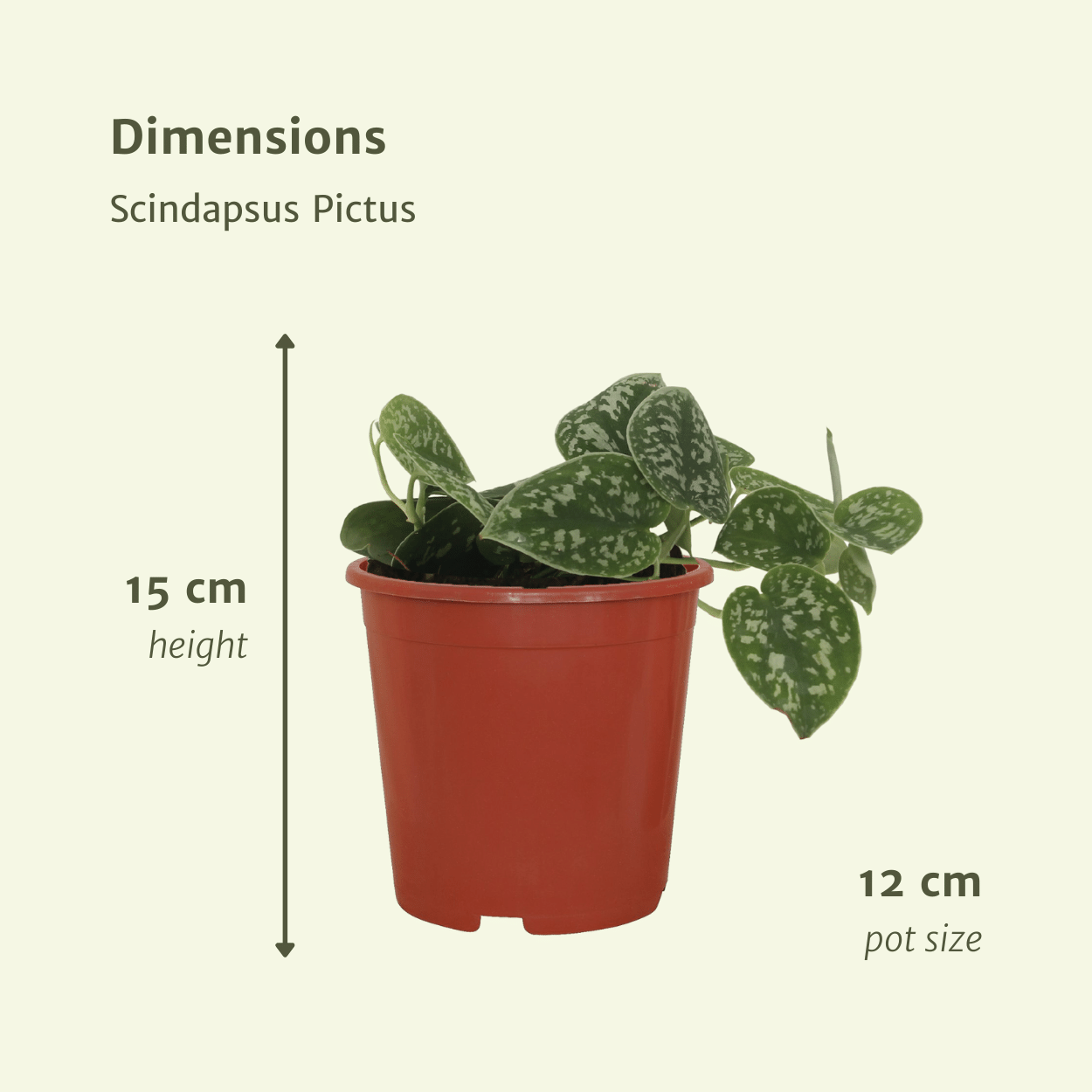 2x Scindapsus Pictus en pot Ø12cm. Plante verte type 2x Scindapsus Pictus, livrée en pot, idéale pour intérieur lumineux. – Image 4