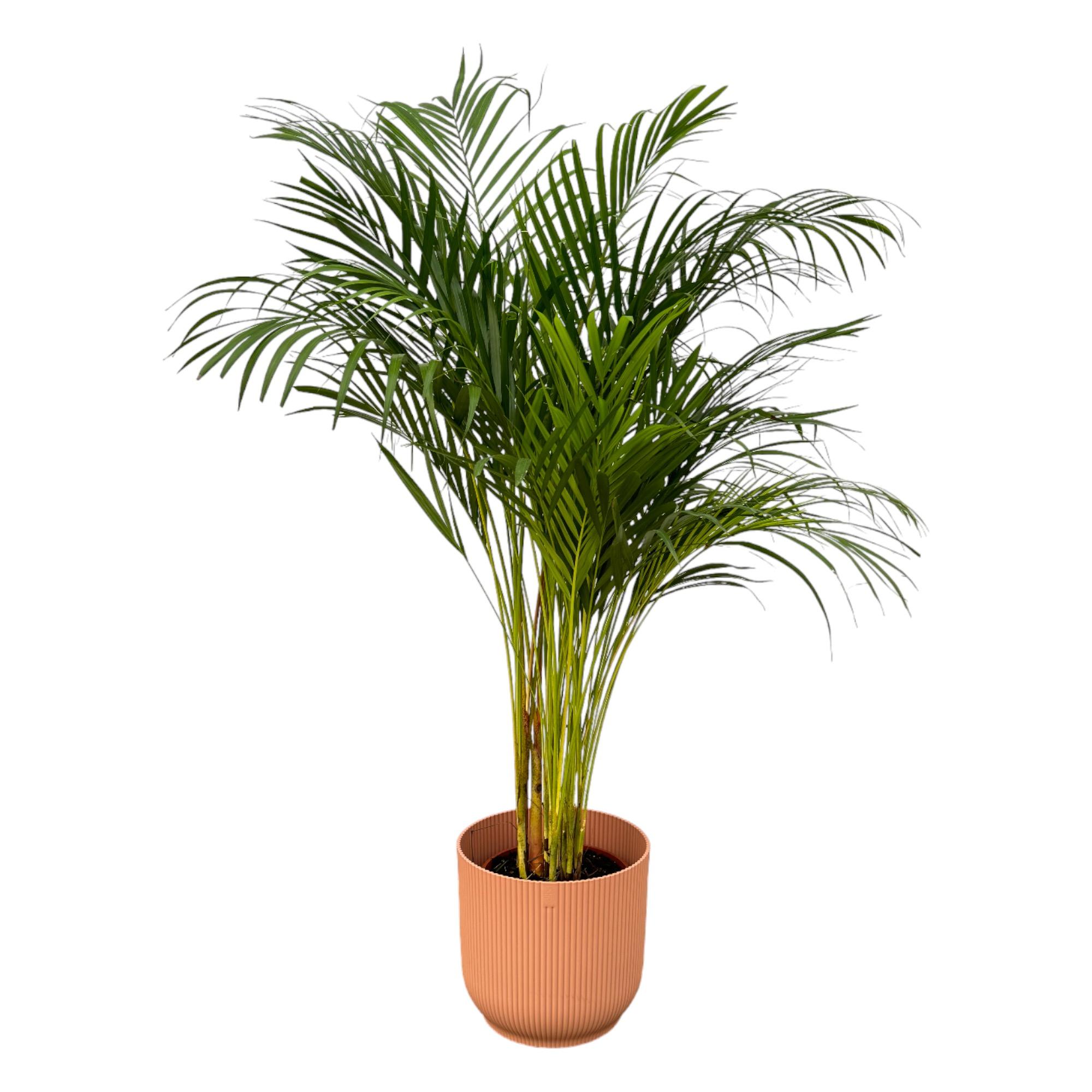 Areca palm en pot Ø24cm  Hauteur 27cm. Plante verte type Areca palm, livrée en pot, idéale pour intérieur lumineux.