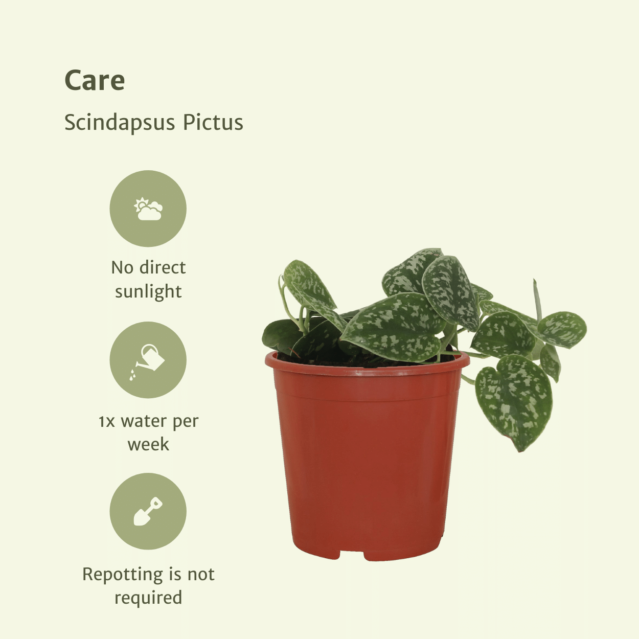 2x Scindapsus Pictus en pot Ø12cm. Plante verte type 2x Scindapsus Pictus, livrée en pot, idéale pour intérieur lumineux. – Image 5